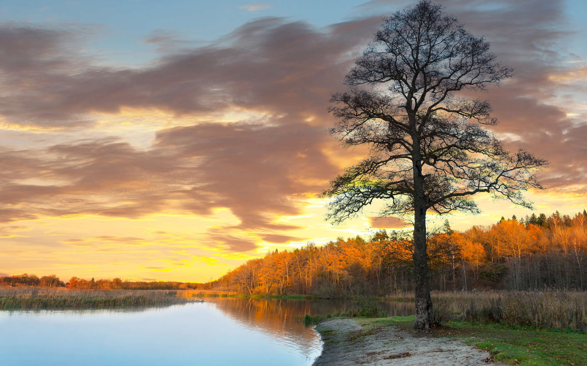             Fotomural Bosque y árbol a orillas del lago - tejido no tejido liso de alta calidad
        