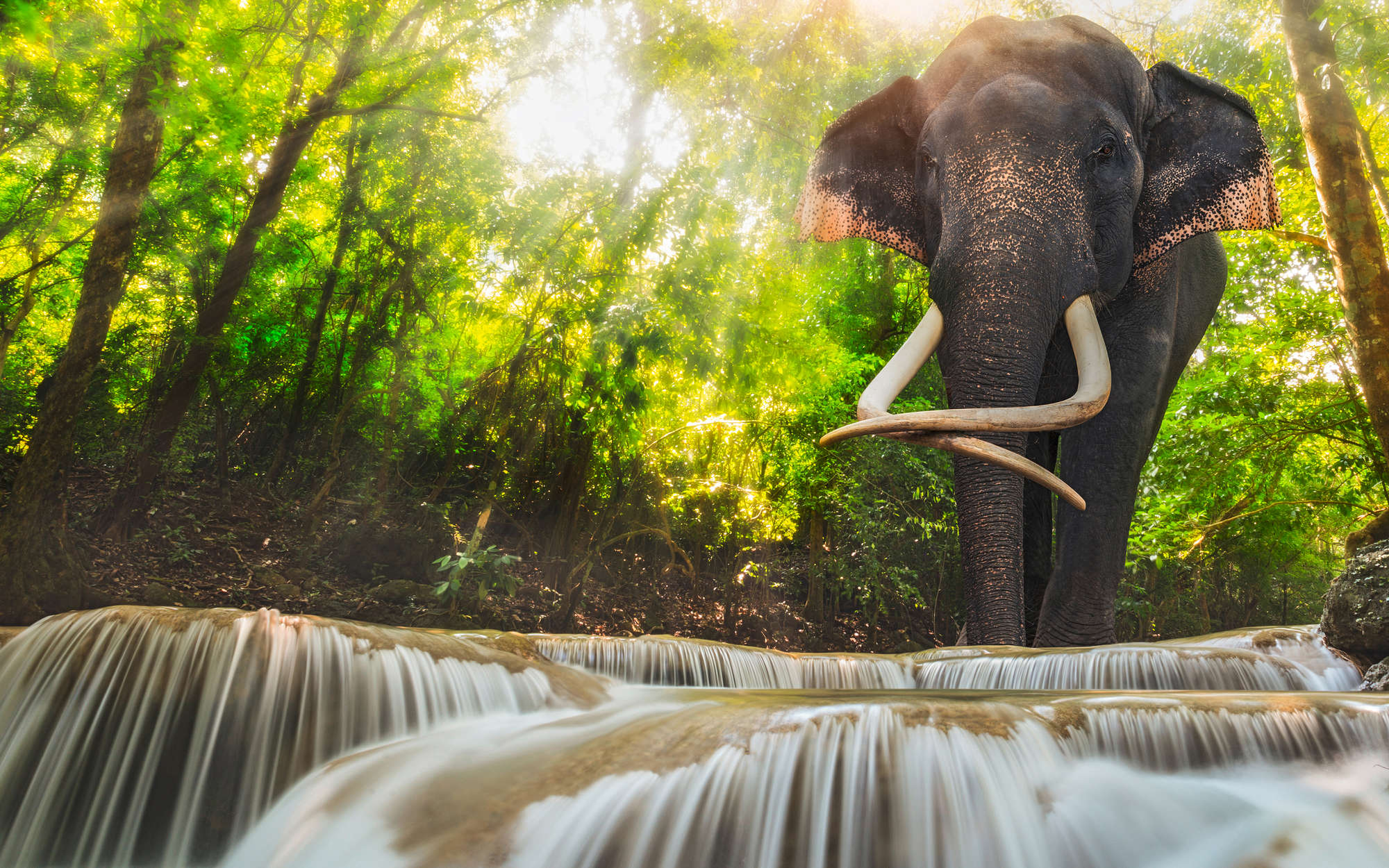            papier peint en papier nature éléphant près d'une cascade - nacré intissé lisse
        