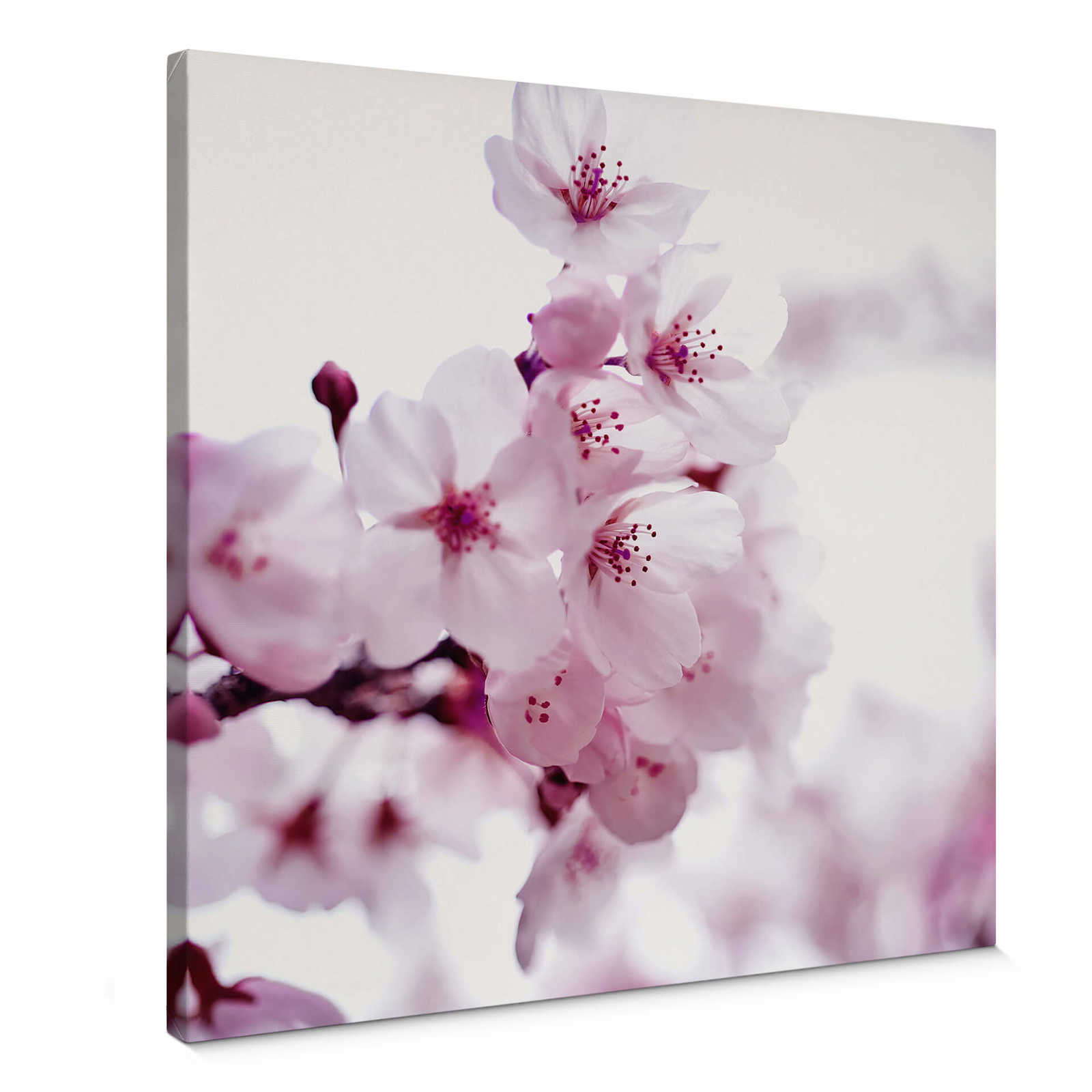 Square canvas print white cherry blossom – pink, white
