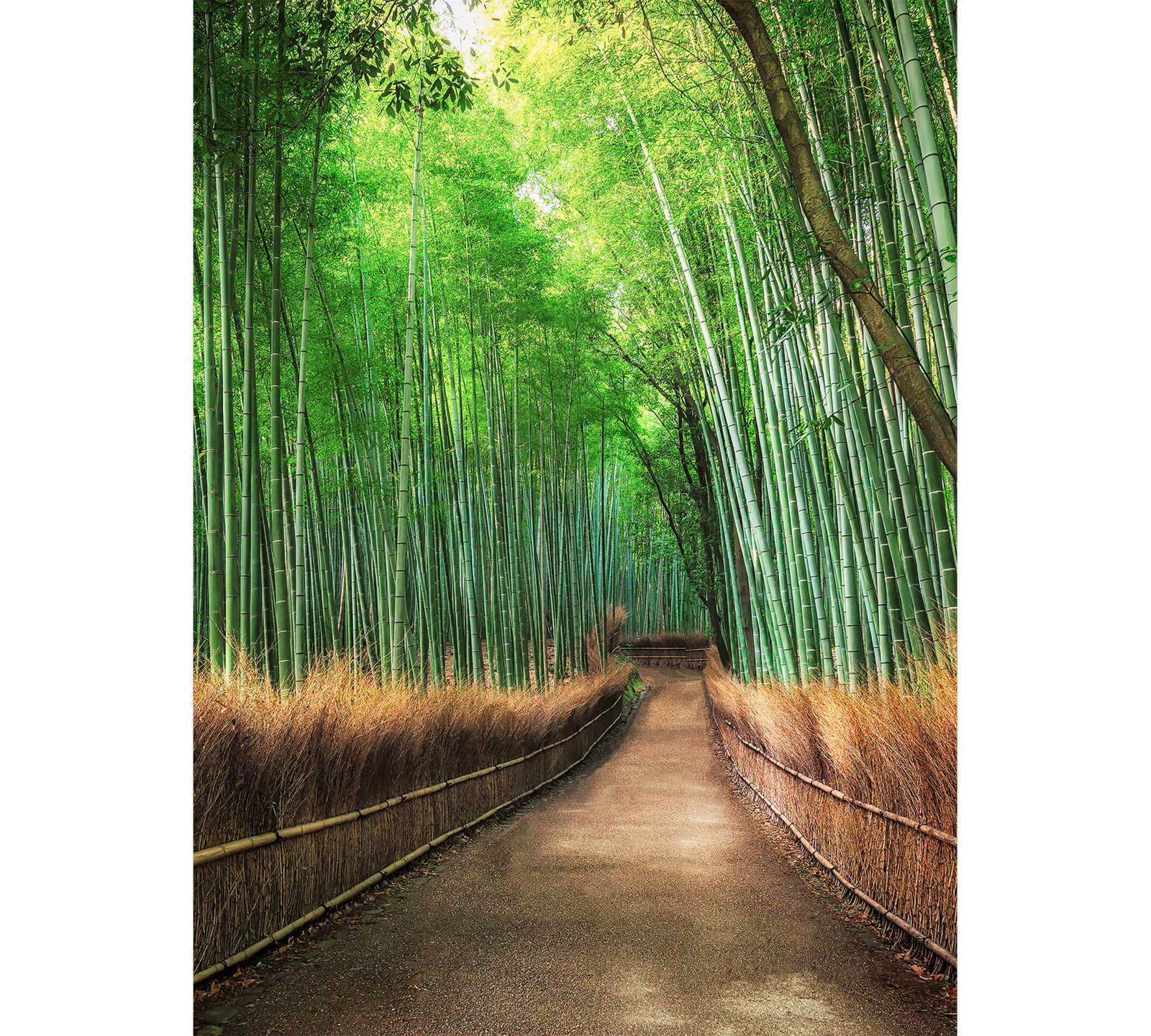         Narrow wall mural forest path - Brown, Green
    