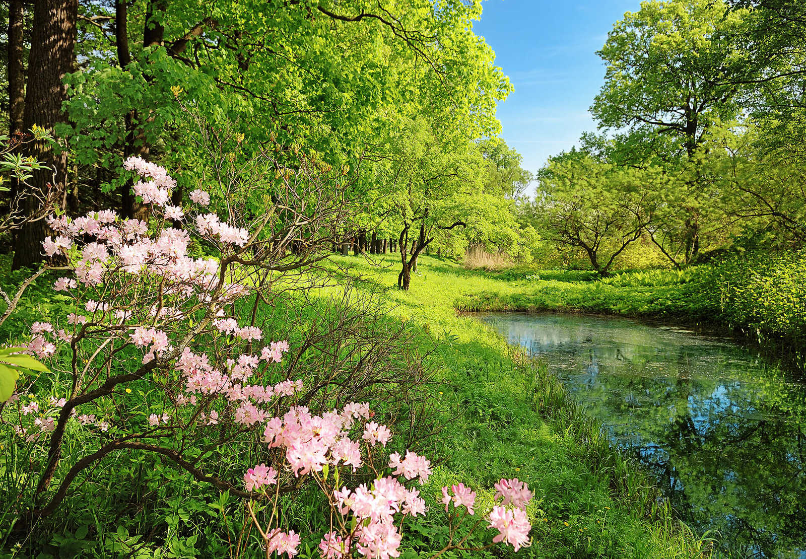         Photo wallpaper landscape in spring, nature shot
    