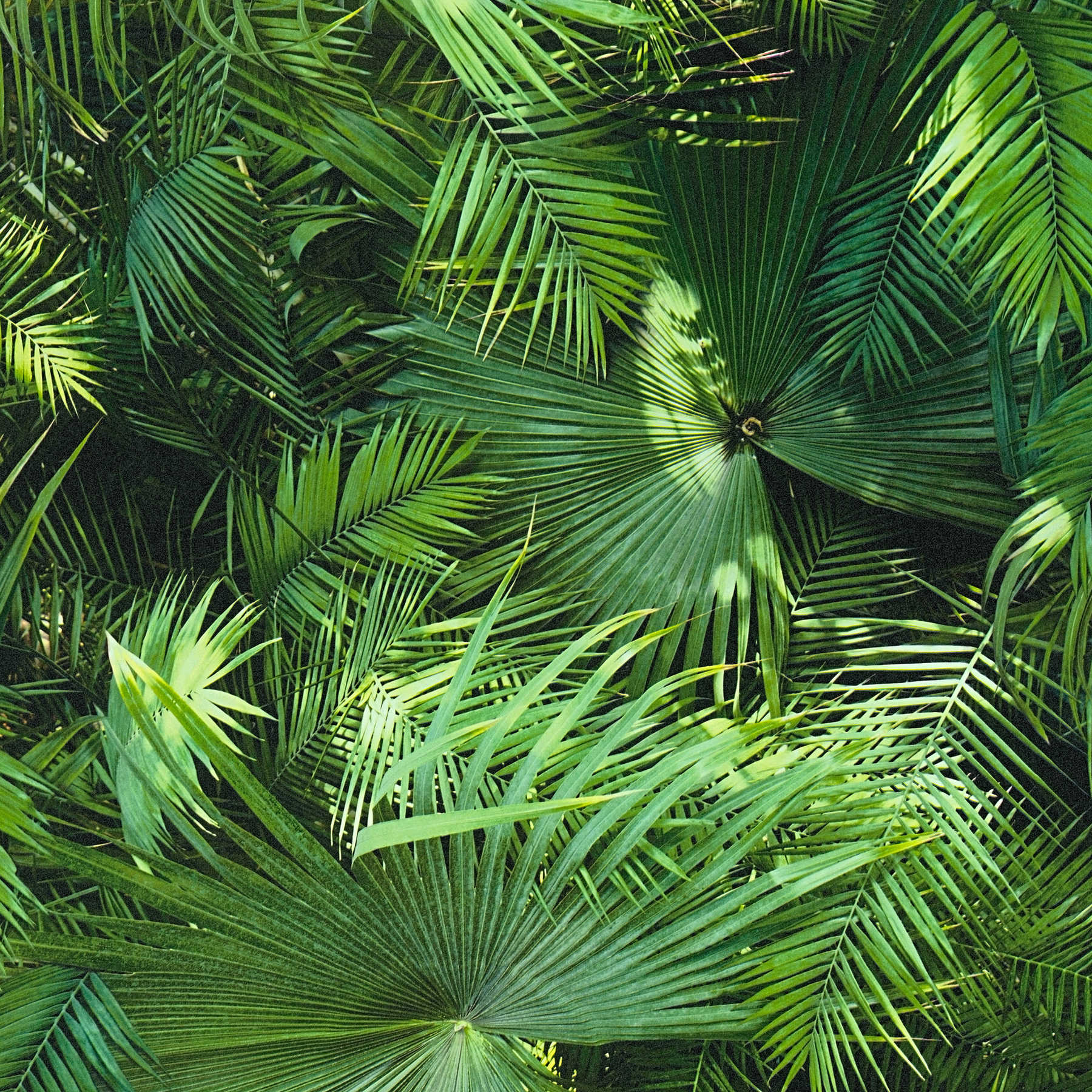             Jungle wallpaper with tropical ferns - green, black
        