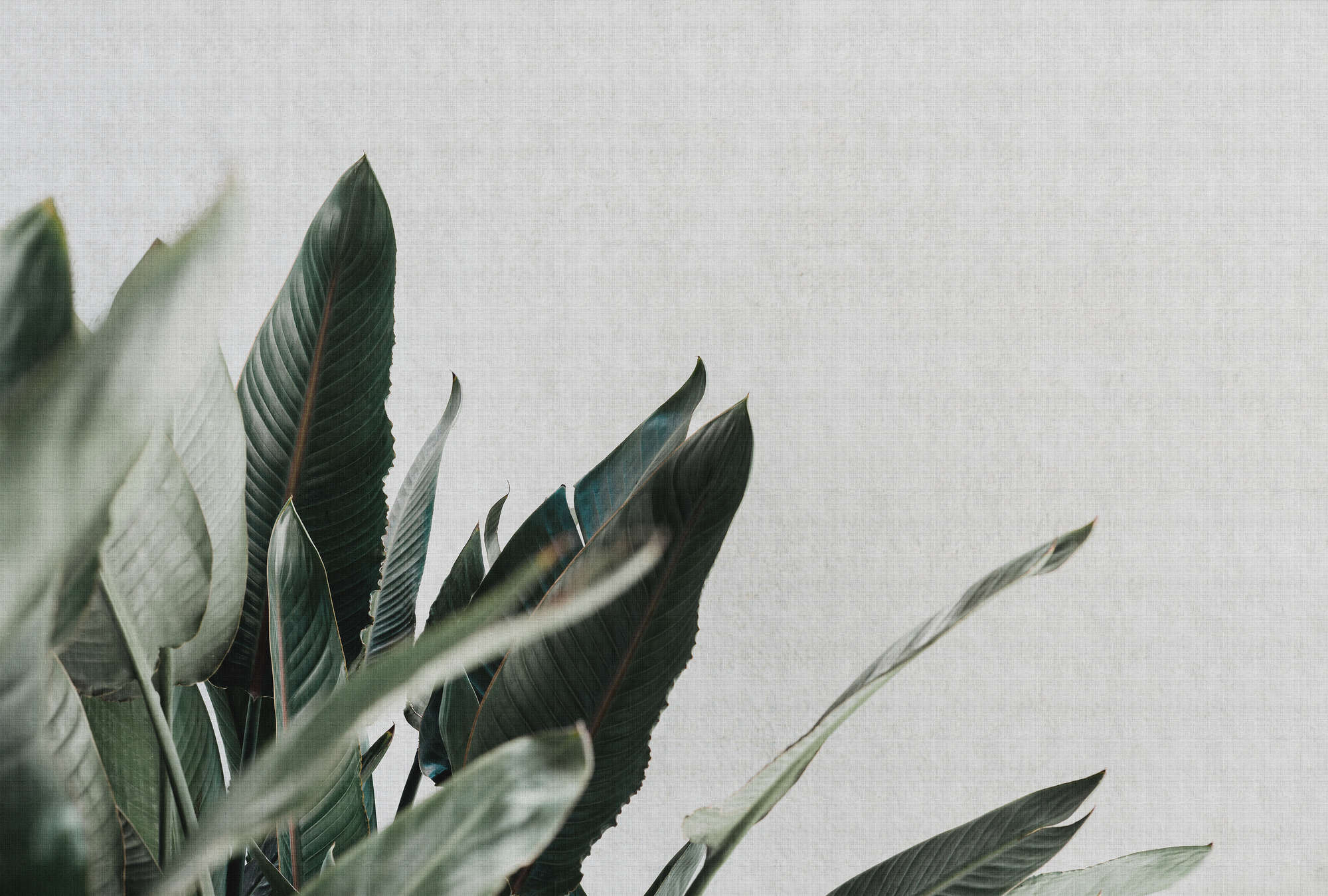             Urban jungle 1 - Photo wallpaper with palm leaves in natural linen structure - grey, green | mother-of-pearl smooth fleece
        