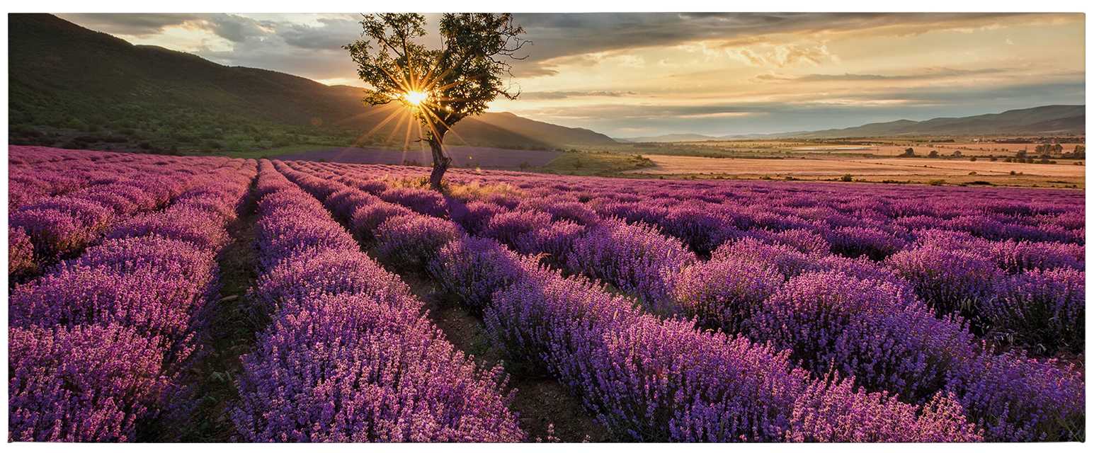             Canvas print of lavender in Provence – purple
        