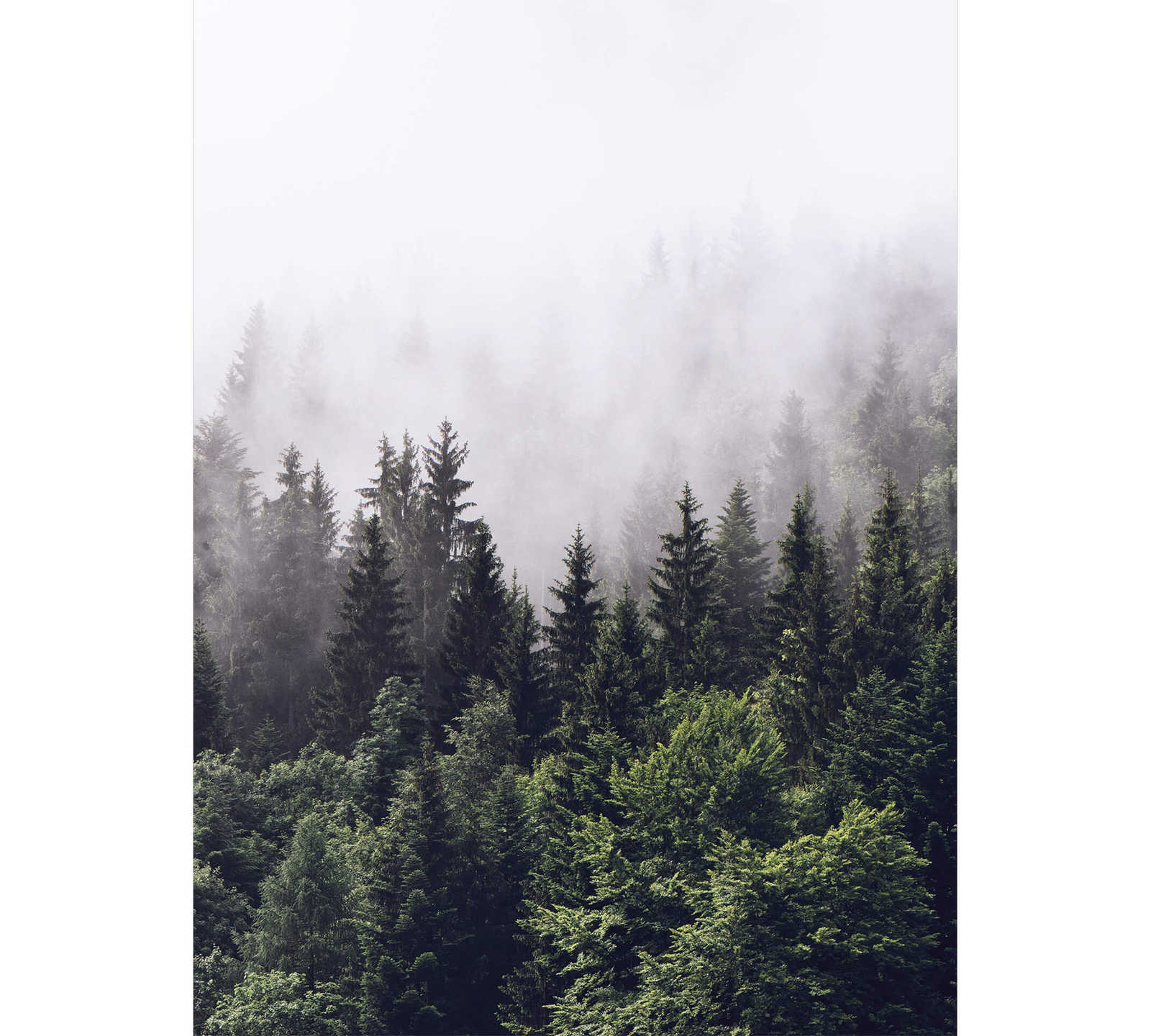         Photo wallpaper cloud forest in portrait format - green, white
    
