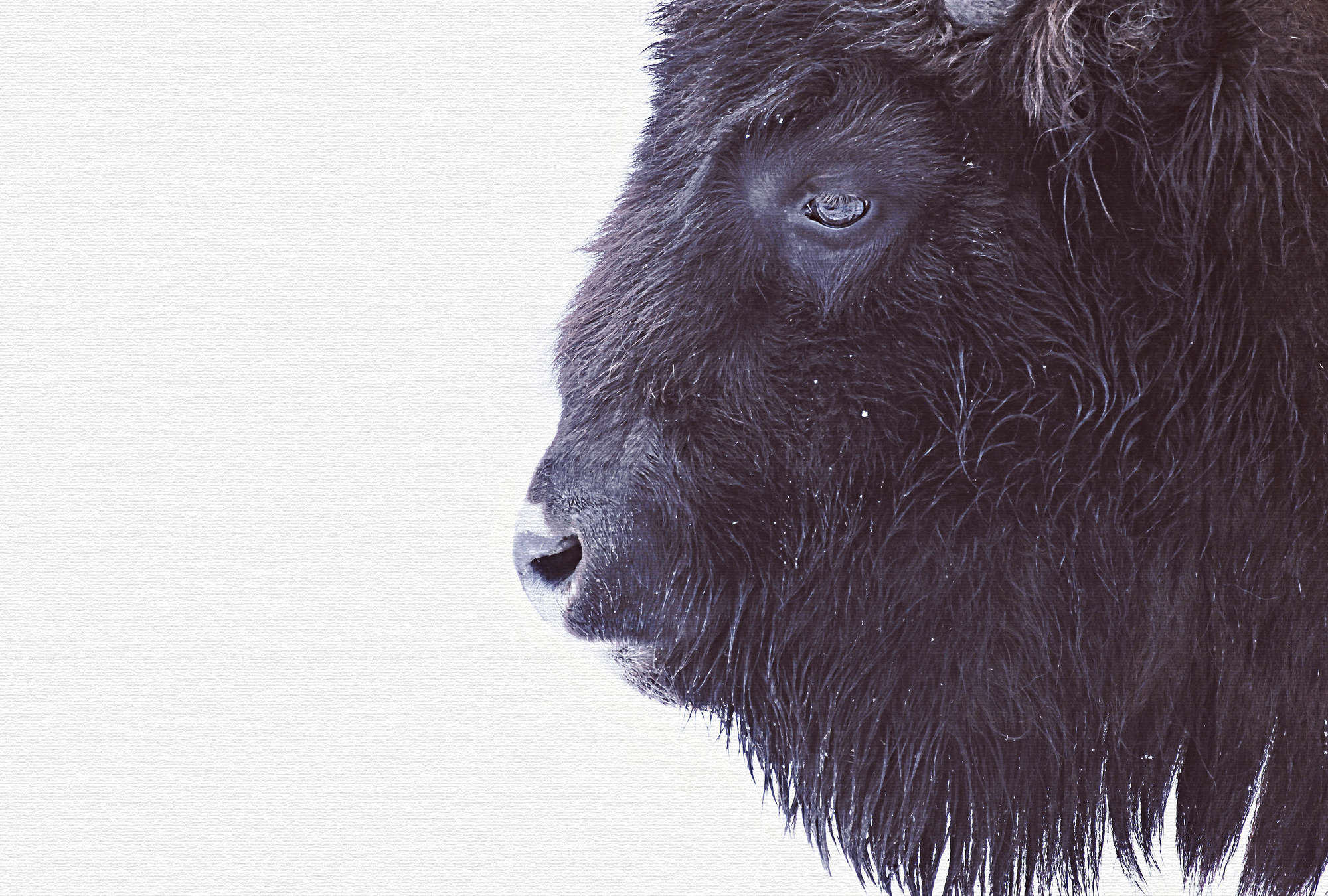             Carta da parati animali con bufalo nero in design XXL
        