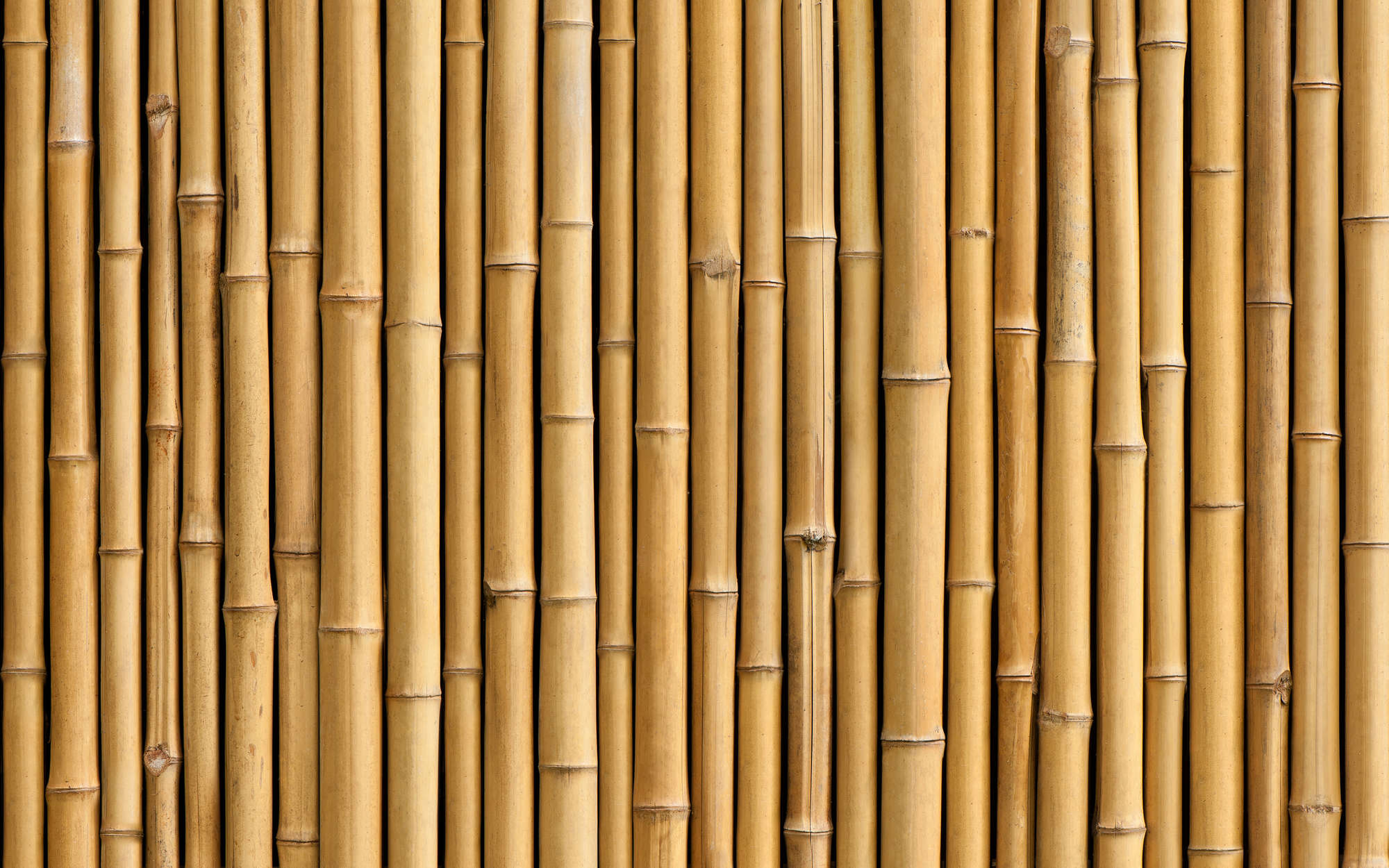             Bamboe Digital behang in Beige - Premium Glad Vlies
        