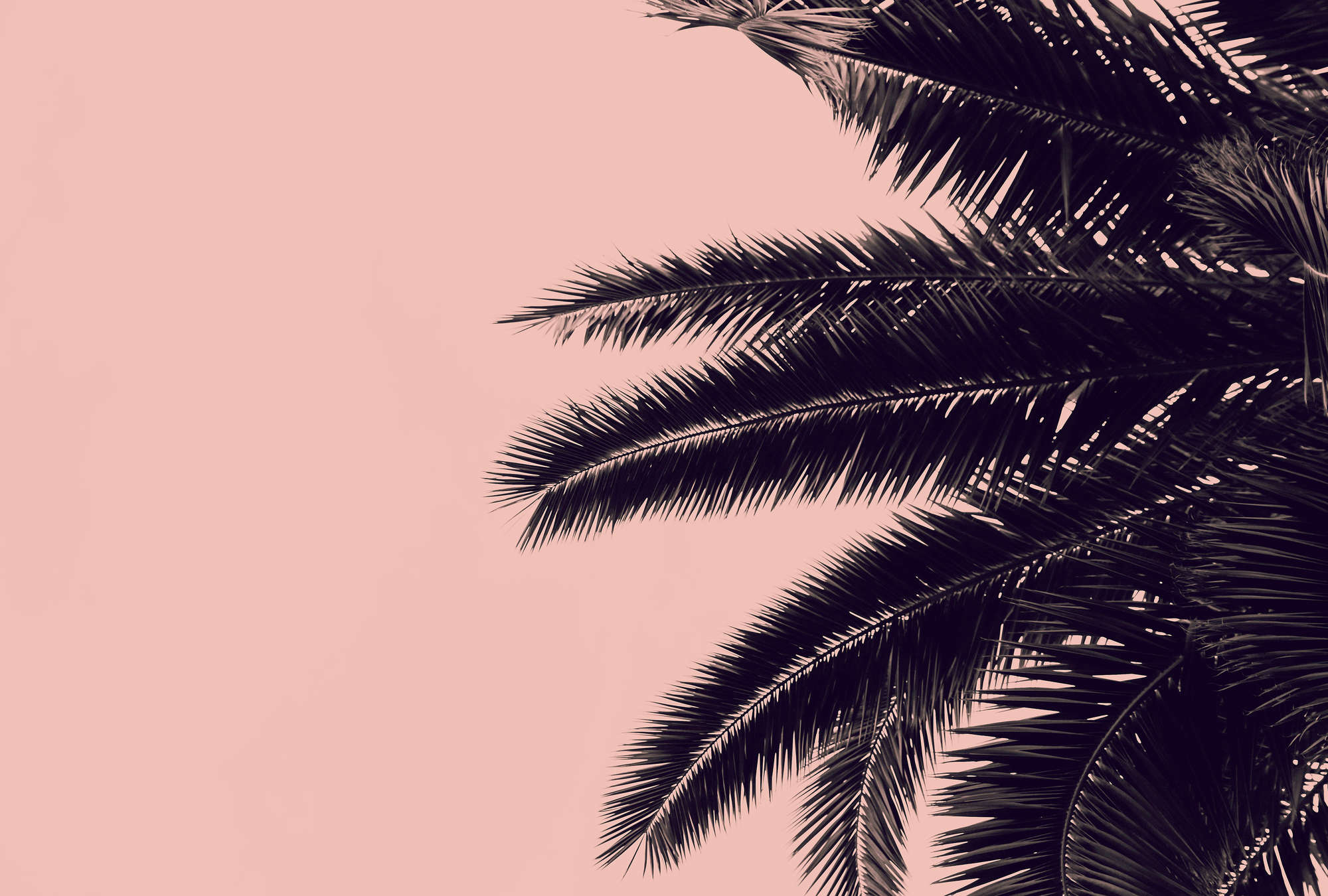             Papier peint panoramique rose avec feuilles de palmier noires
        