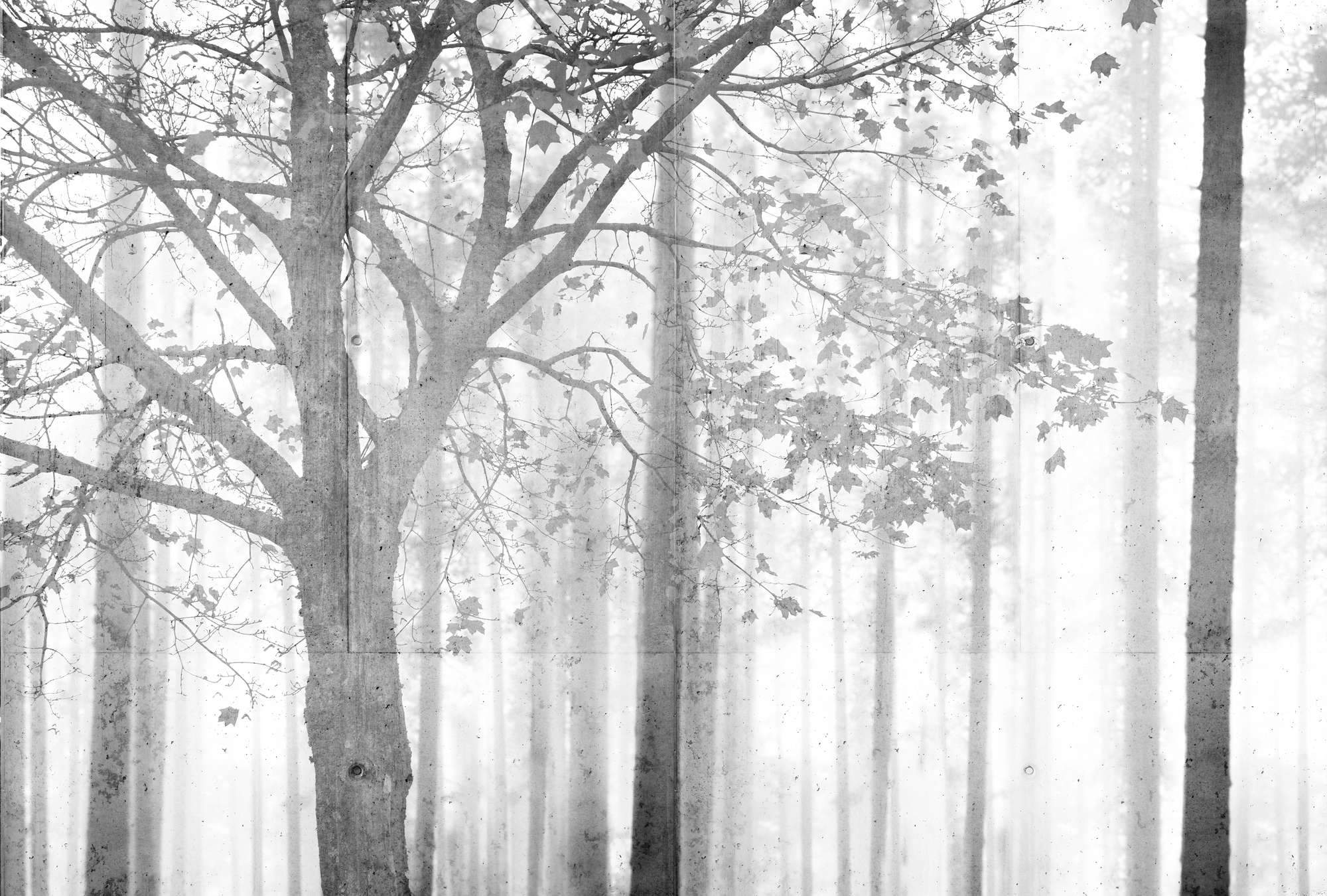             Photo wallpaper forest in black and white with grey shading - grey, white, black
        