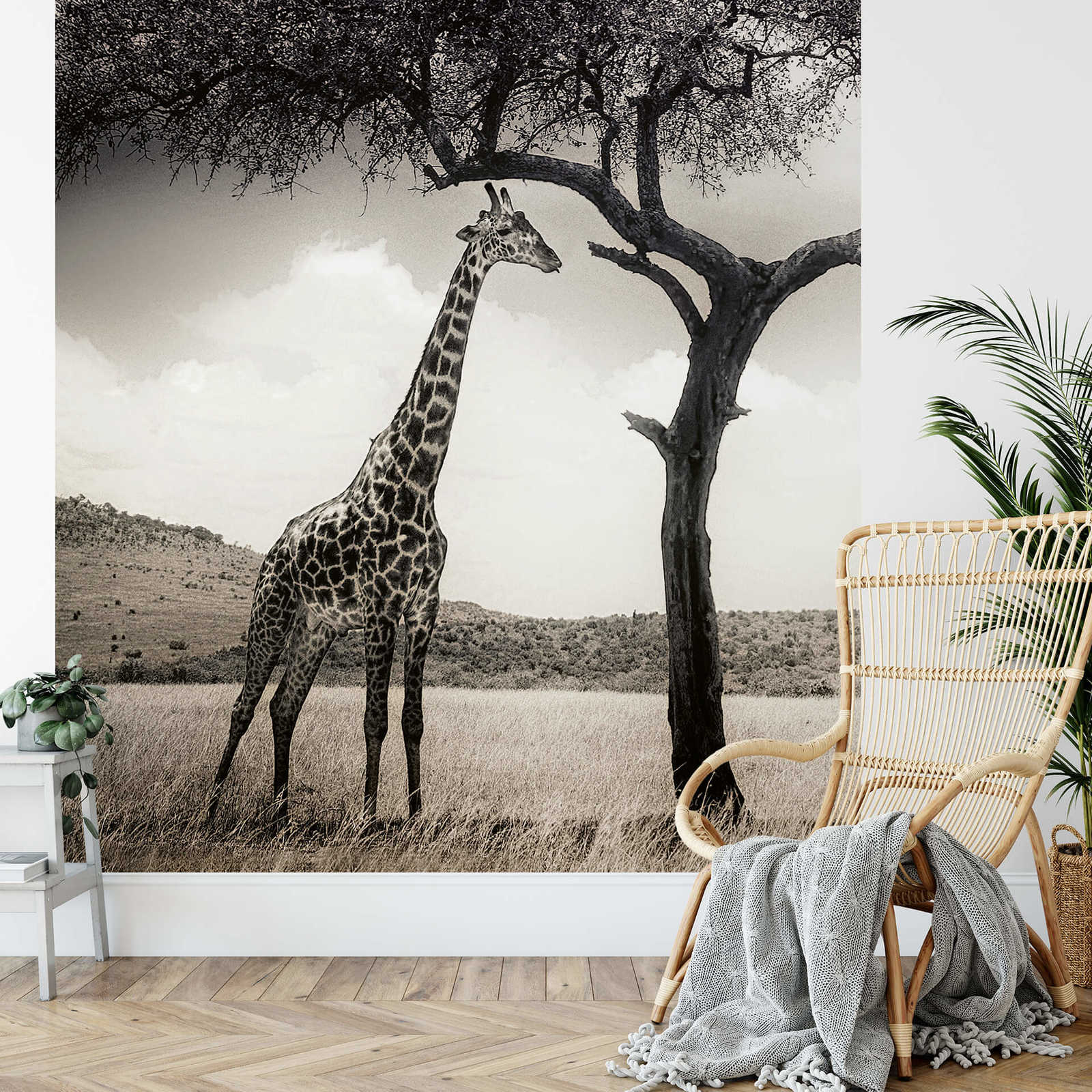             Photo wallpaper giraffe in savannah - grey, white, black
        
