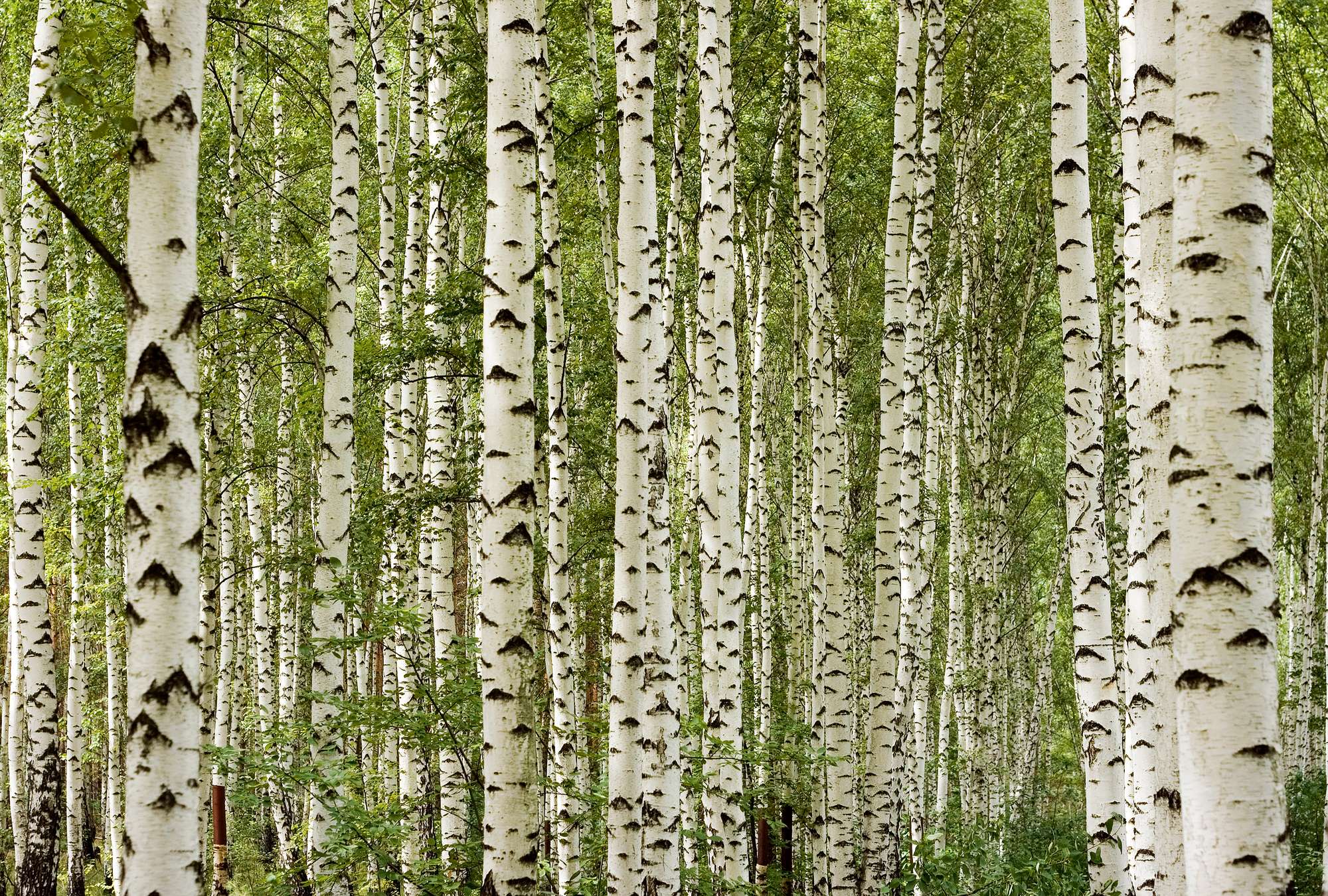             Carta da parati foresta di betulle con effetto 3D e aspetto naturale
        