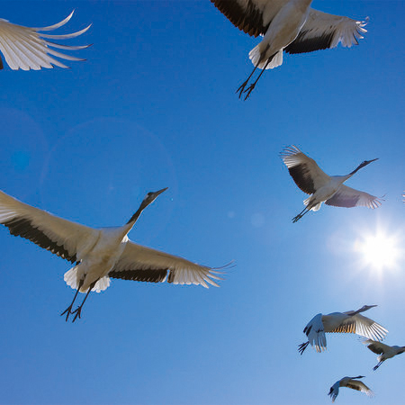         Nuée d'oiseaux - papier peint avec des oiseaux migrateurs et un ciel bleu
    