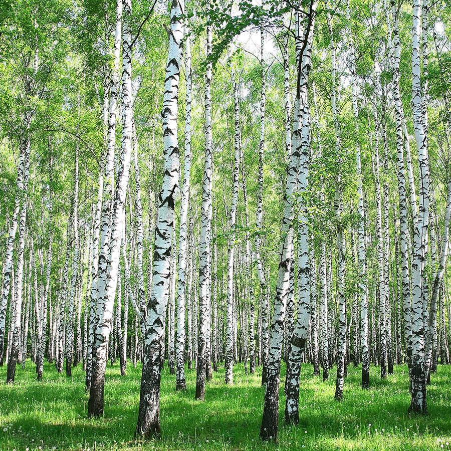 Carta da parati naturale motivo foresta di betulle su vello liscio madreperlato
