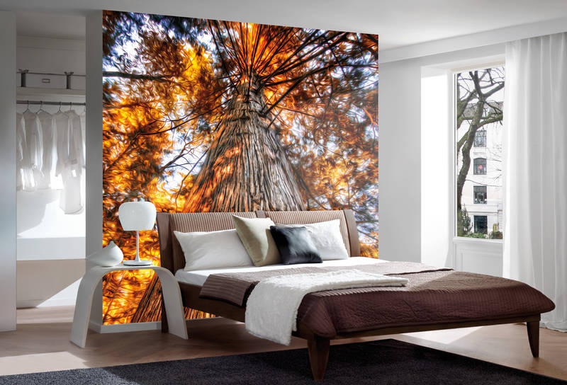             Papier peint panoramique Vue de la cime d'un arbre aux couleurs incandescentes
        