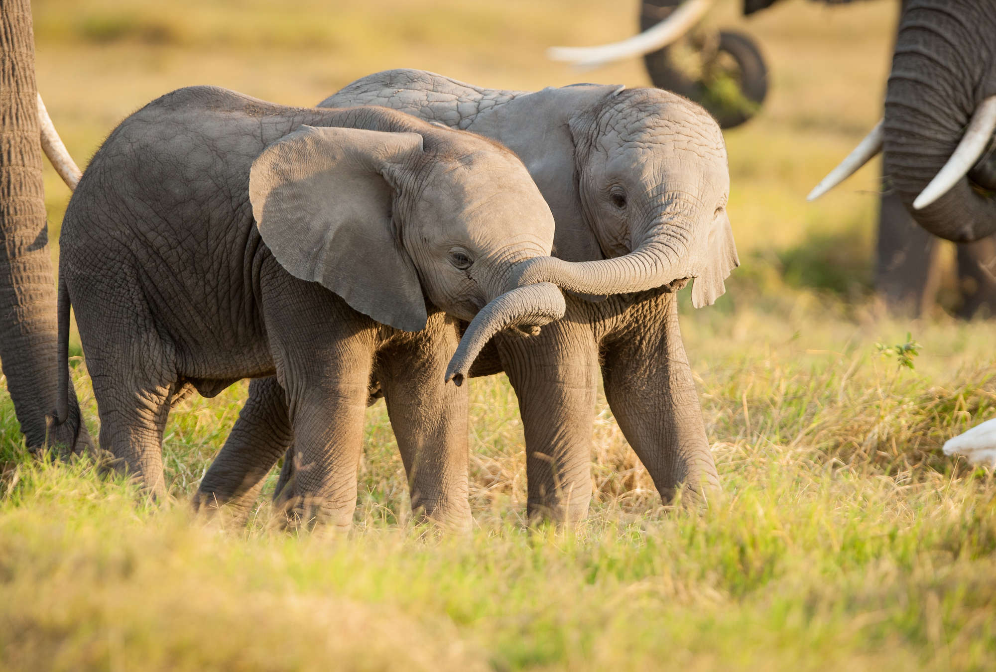             Baby olifanten in de savanne muurschildering
        