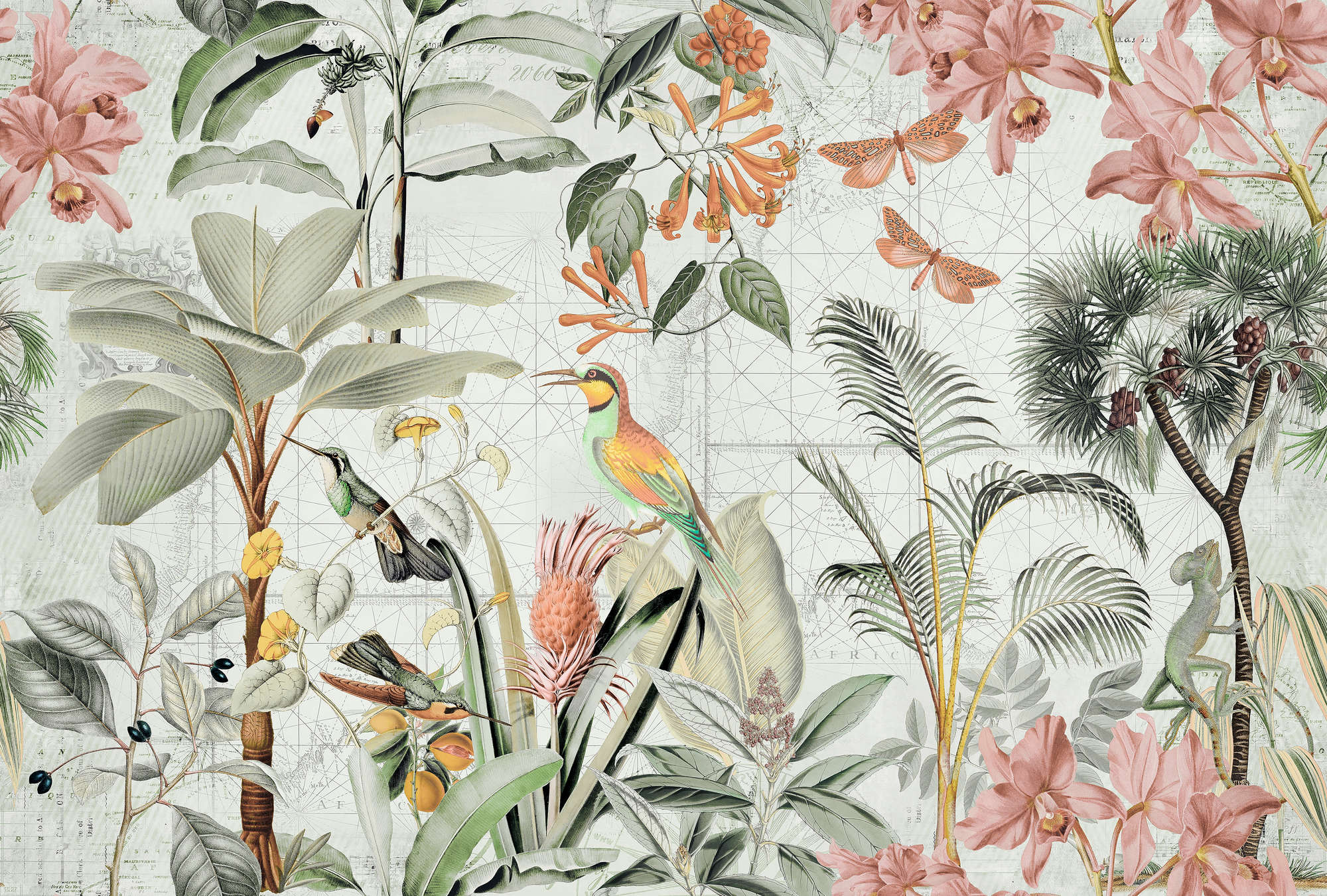             Fotomurali Jungle Collage con fiori e uccelli tropicali
        