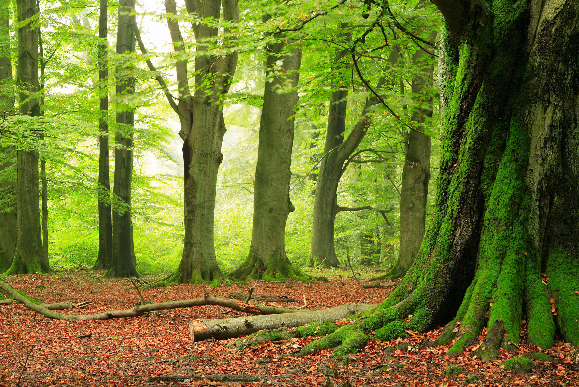             Natuur Onderlaag behang Bos met Mossen Bomen - Parelmoer Glad Vlies
        
