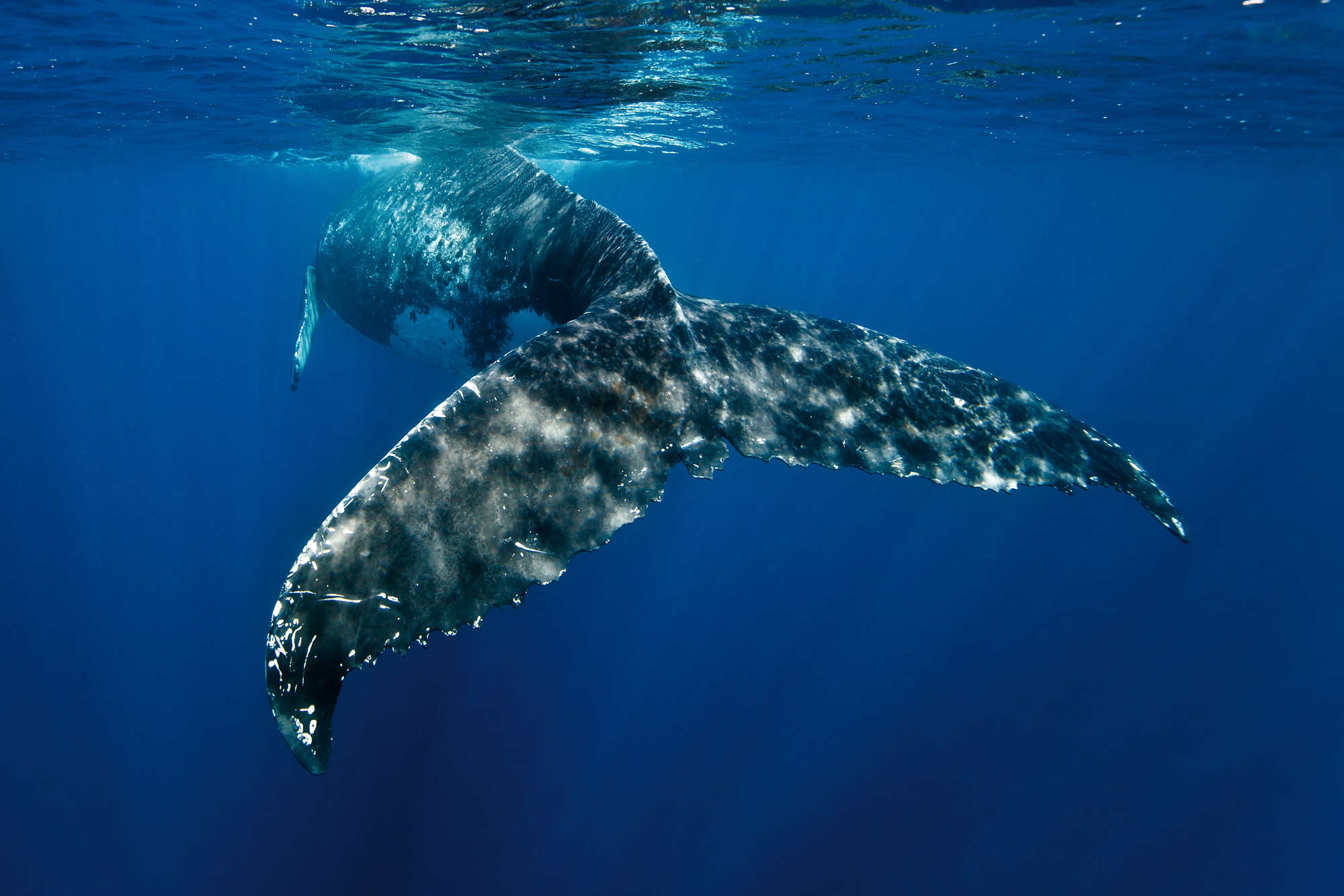             Marinebehang met walvisvin op parelmoer glad vlies
        