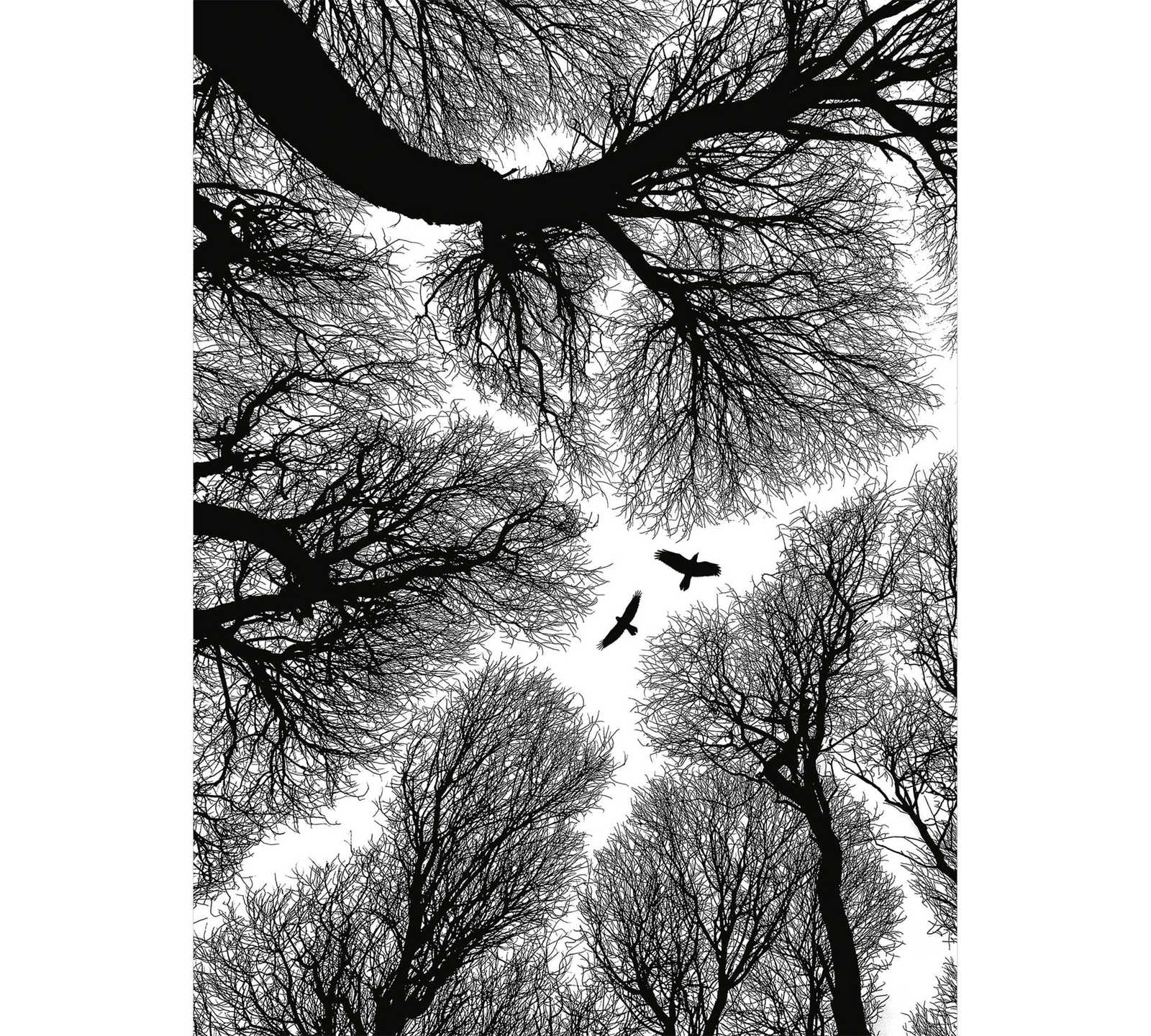 Papier peint panoramique étroit couronne d'arbre - noir, blanc
