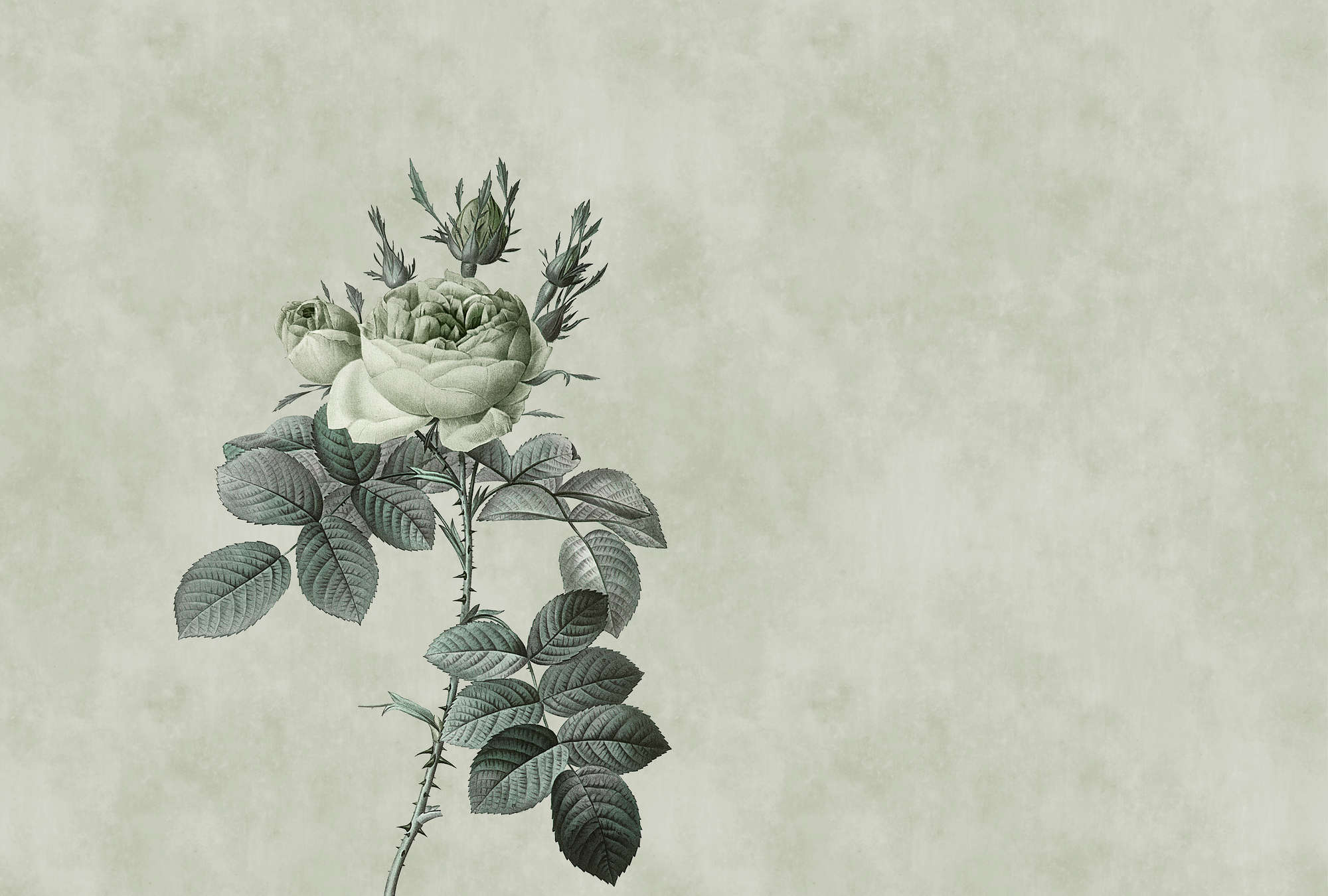             Pastel green photo wallpaper with rose in drawing style
        