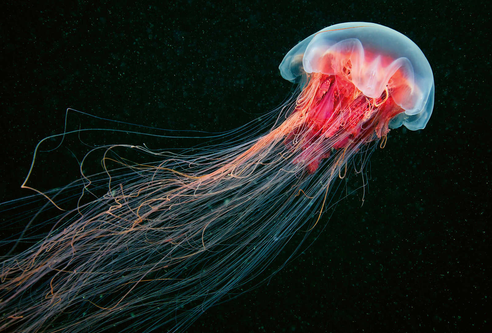         Photo wallpaper luminous jellyfish in water - blue, red
    