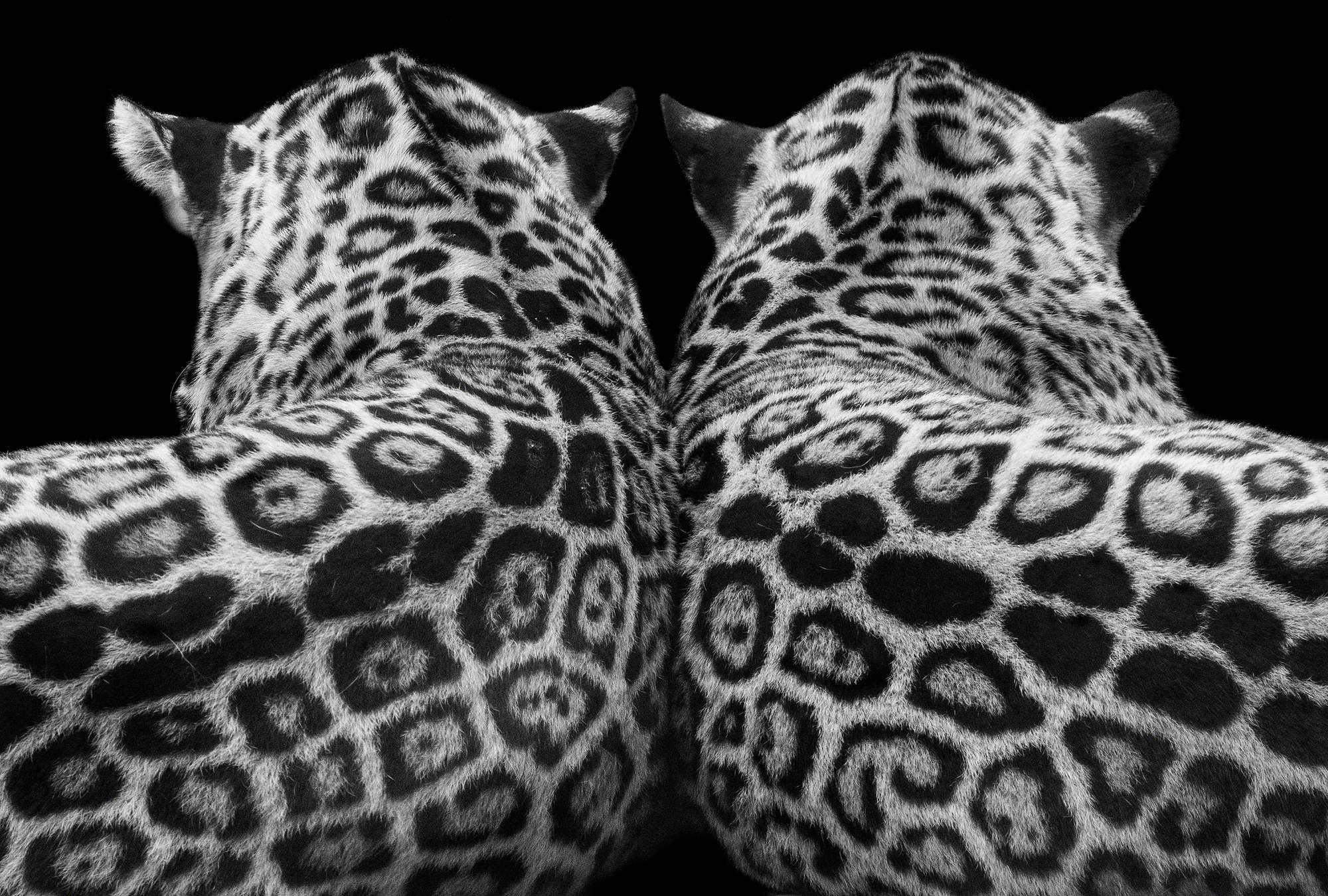             Papier peint panoramique Couple de léopards sur fond noir
        