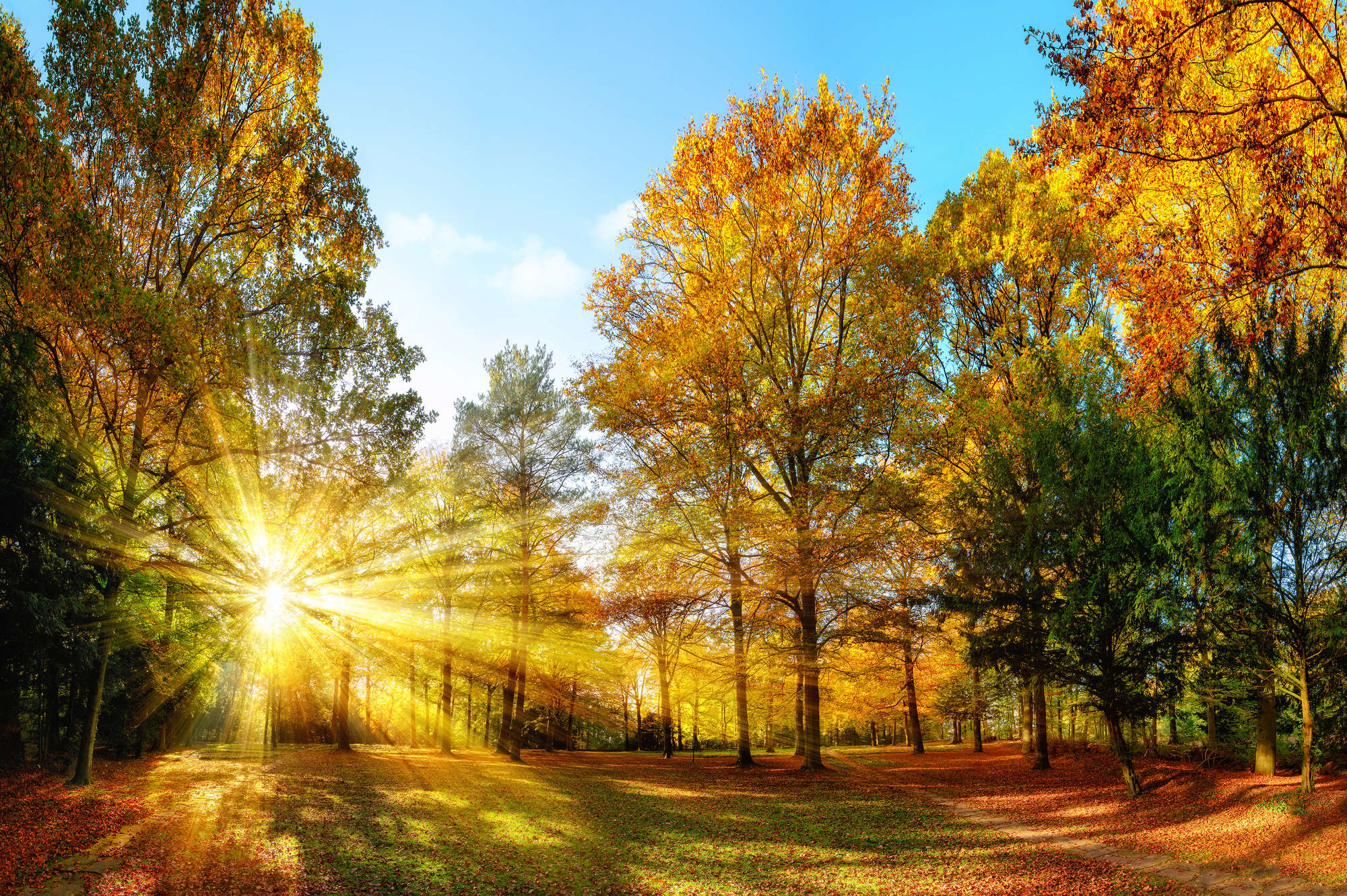             Carta da parati natura foresta autunnale con luce solare su pile liscio premium
        