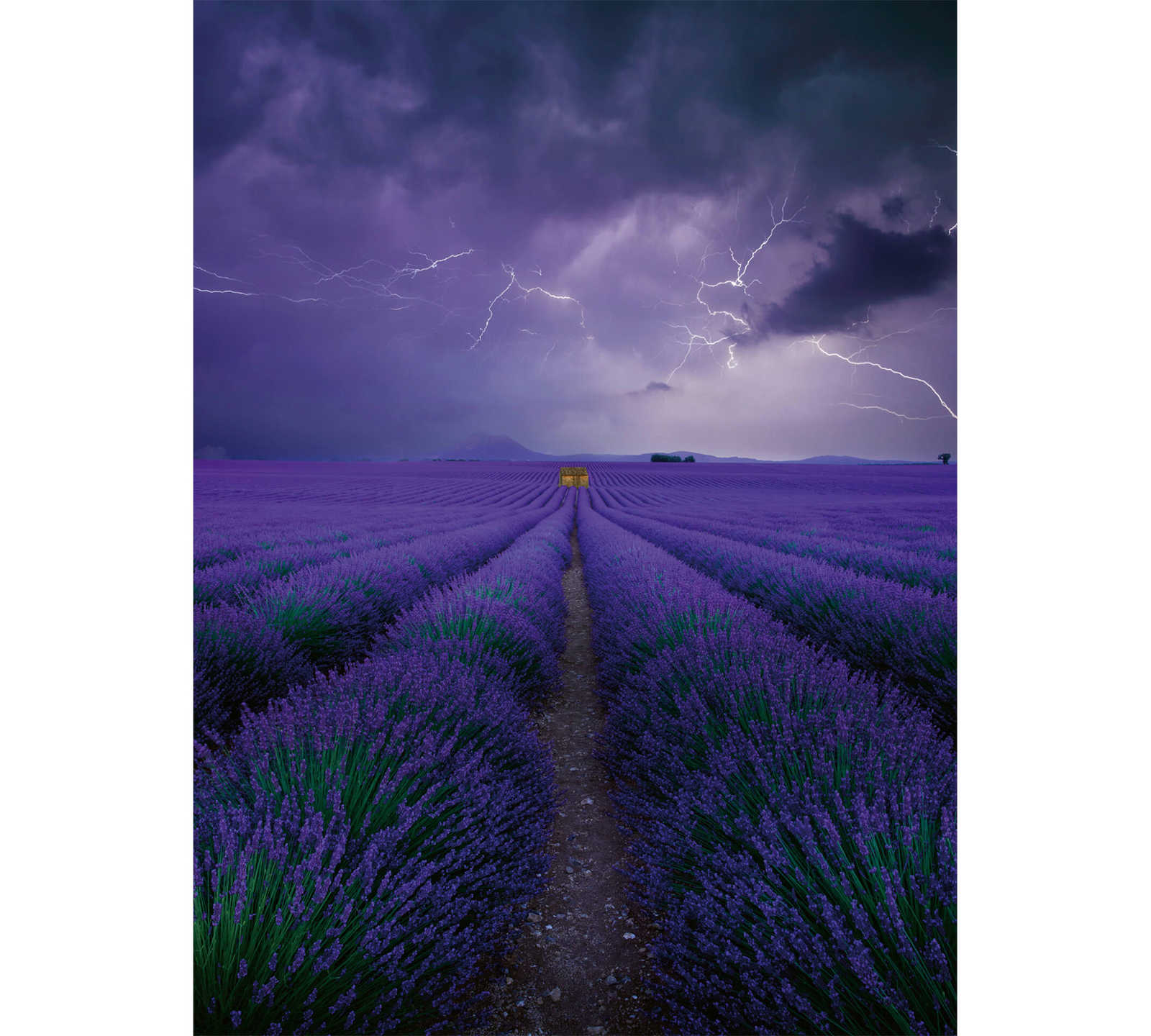         Photo wallpaper Field with lavender - purple, green, brown
    