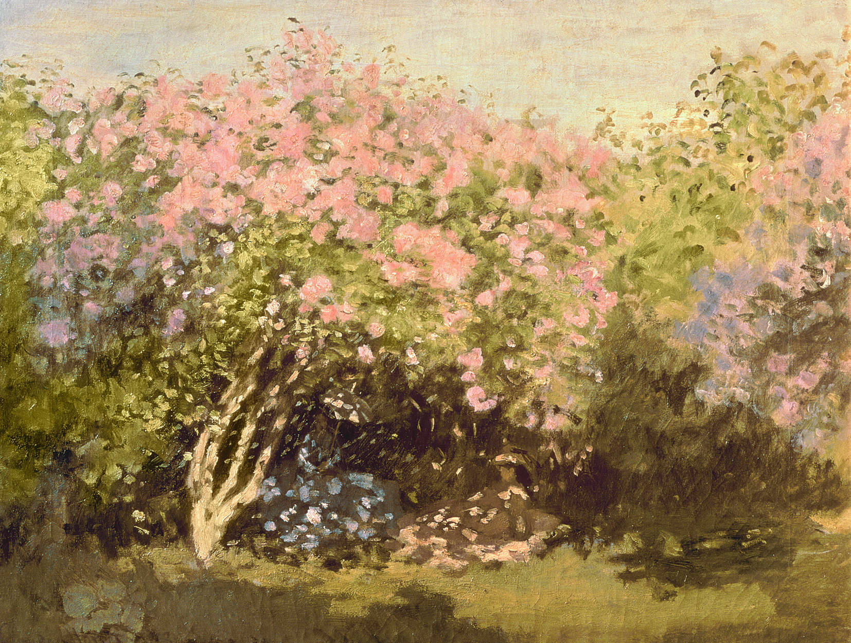            Seringen in bloei in de zon" muurschildering van Claude Monet
        