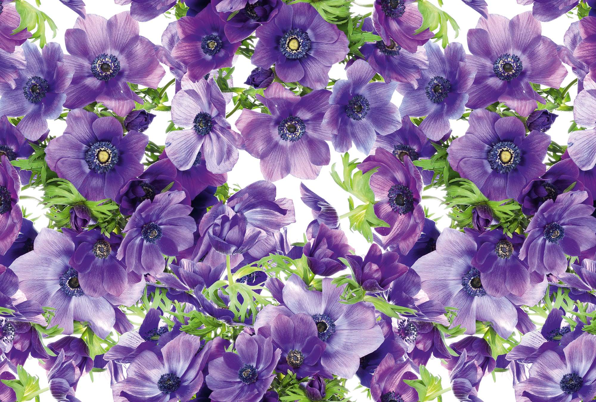             Muurschildering bloemen paarse bloesems in XXL formaat
        