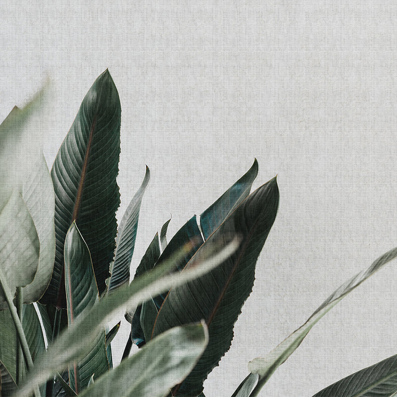 Urban jungle 1 - Photo wallpaper with palm leaves in natural linen structure - grey, green | mother-of-pearl smooth fleece
