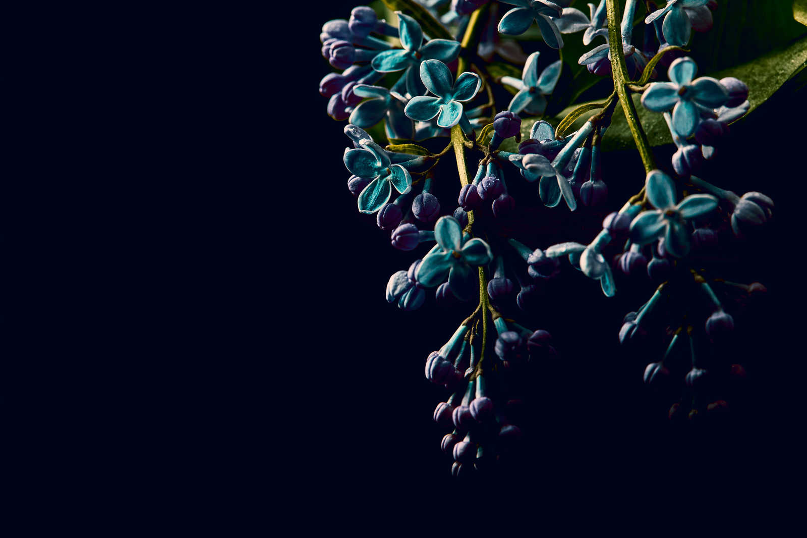             Toile Fleurs sur fond noir Close-Up - 0,90 m x 0,60 m
        