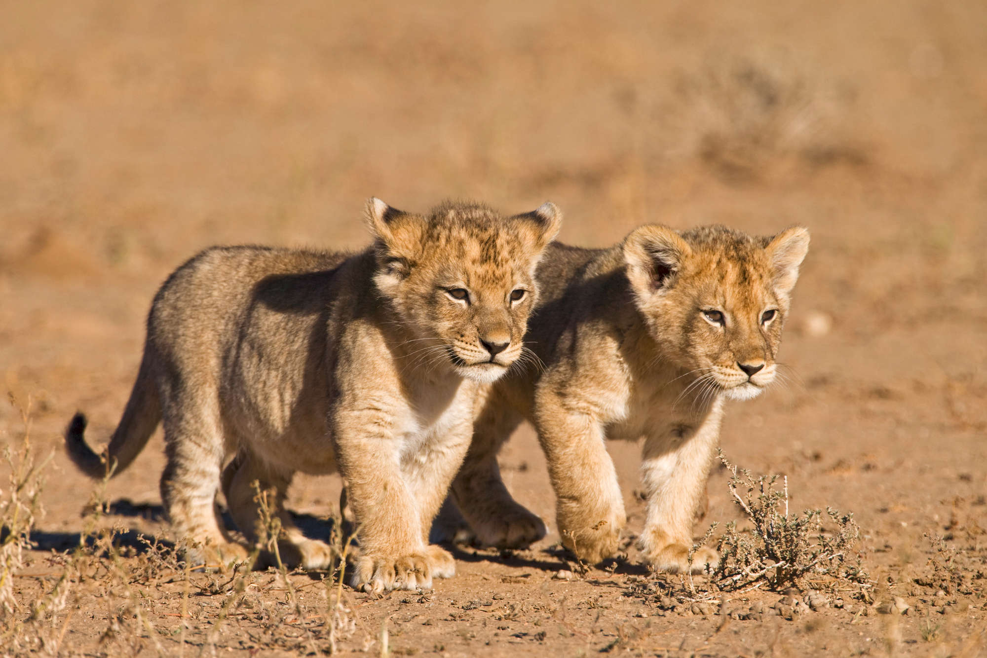             Carta da parati con leone e due cuccioli in libertà su vello liscio opaco
        