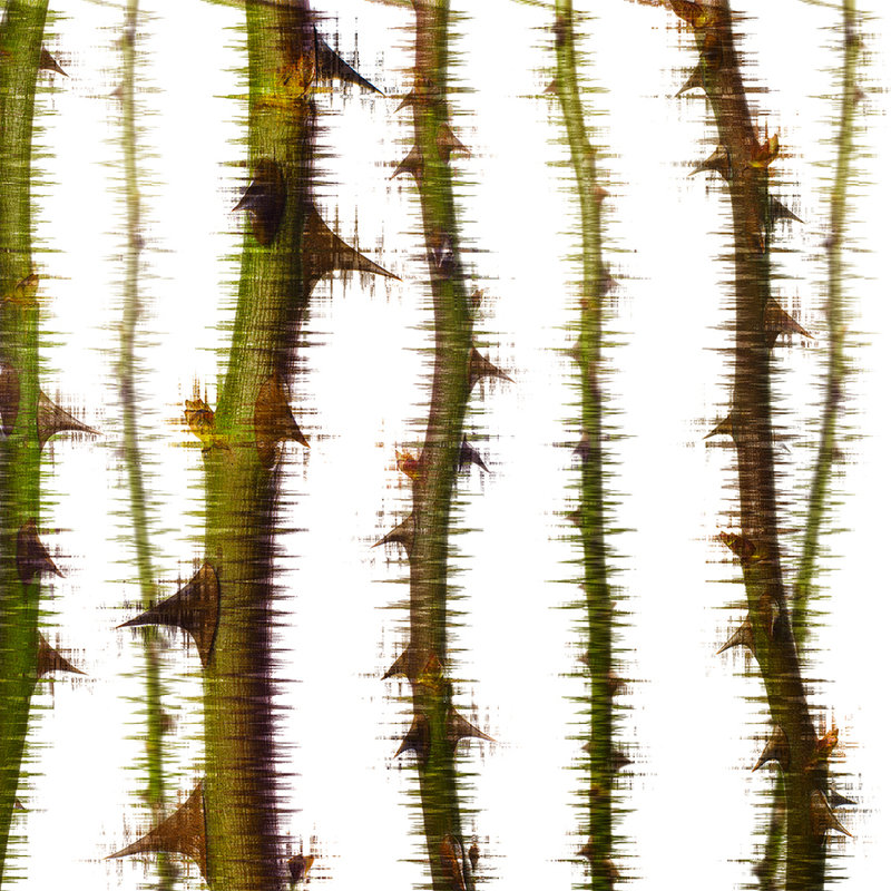 Papier peint panoramique vrilles d'épines naturel & insolite - vert, blanc, marron
