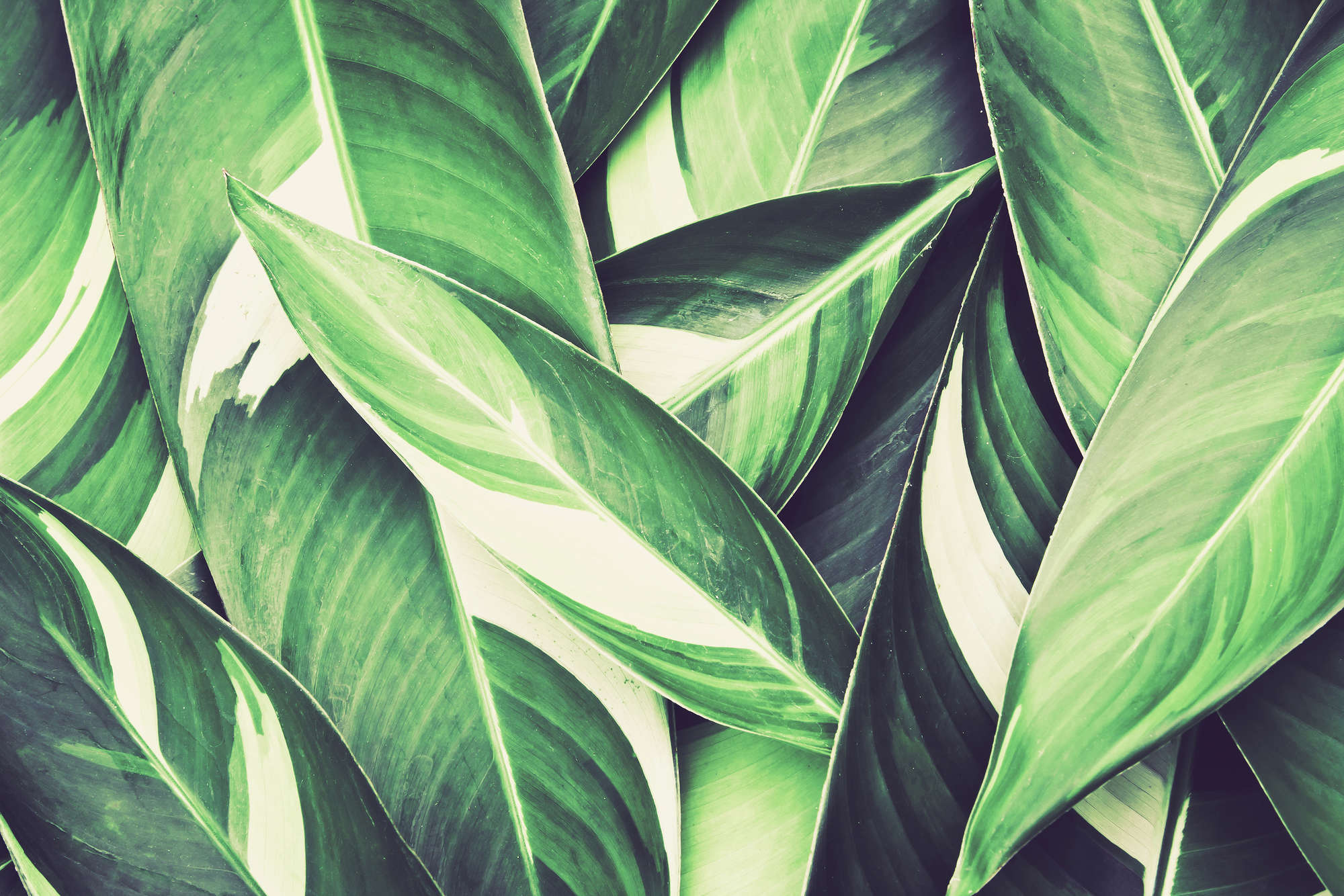             Papel pintado de la naturaleza con motivo de hojas de palmera en color verde sobre vellón liso de nácar
        