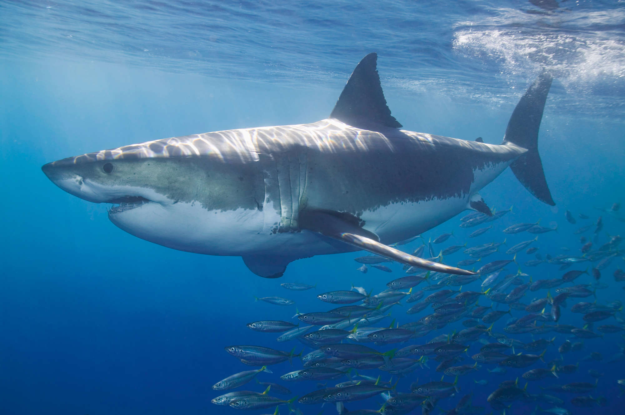             Papel pintado de Gran tiburón blanco - Retrato de animales
        