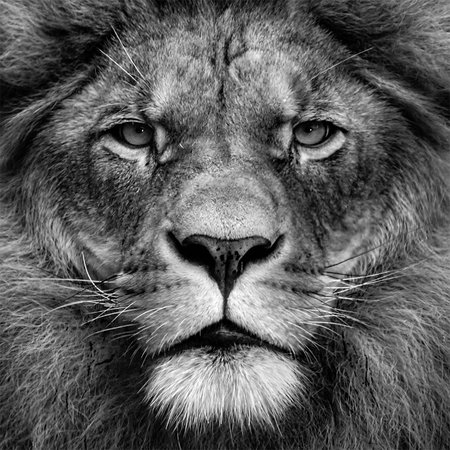         Photo wallpaper lion face close up - black and white
    