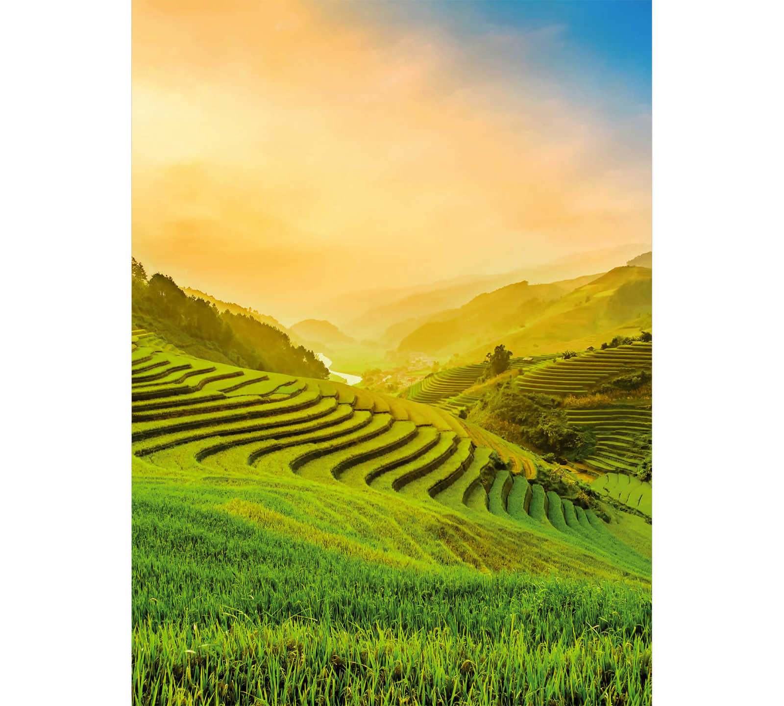         Vietnam photo wallpaper rice terraces in the sunlight
    