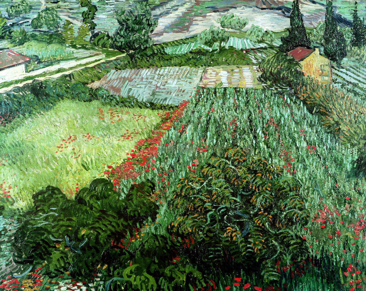             Veld met klaprozen" muurschildering van Vincent van Gogh
        
