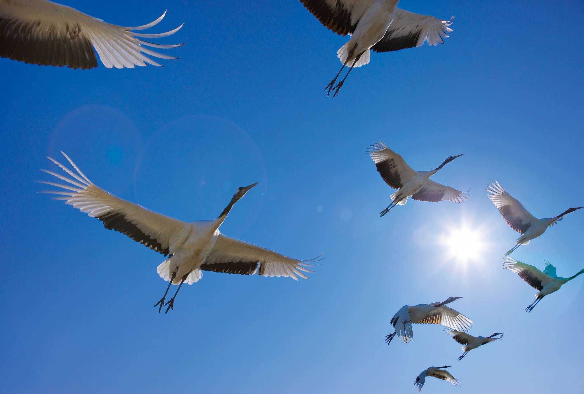             Flock of Birds - Muurschildering met trekvogels & blauwe lucht
        