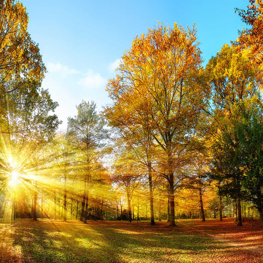 Nature Papier peint panoramique forêt d'automne avec soleil sur intissé nacré lisse
