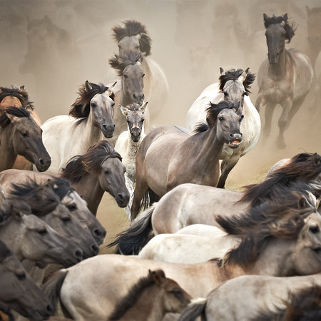         Photo wallpaper galloping wild horses - mustangs
    
