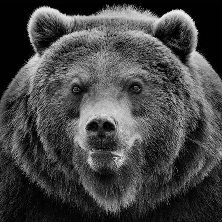         Photo wallpaper Strong Grizzly Bear against black background
    