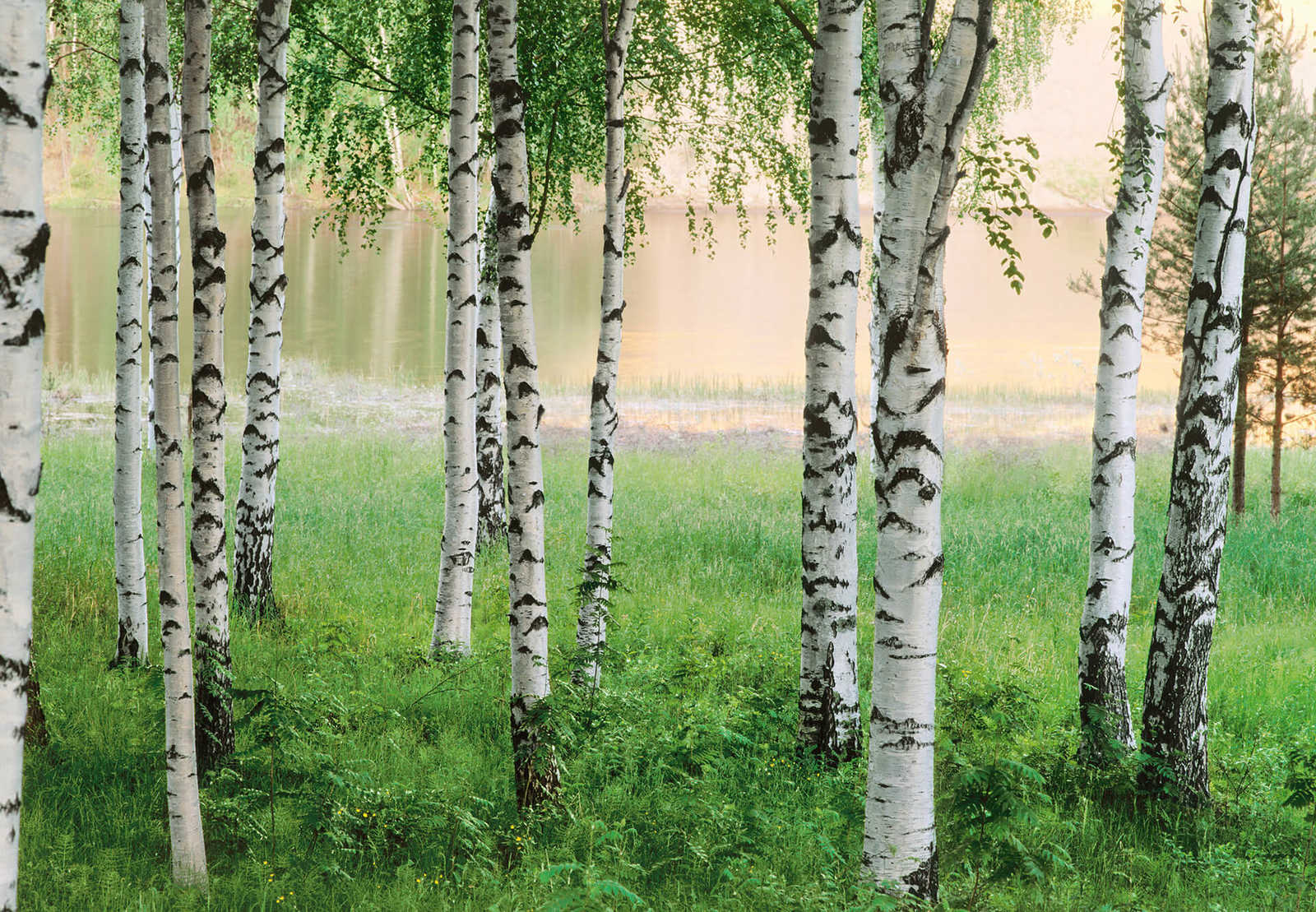         Forest mural birch trees by the lake
    