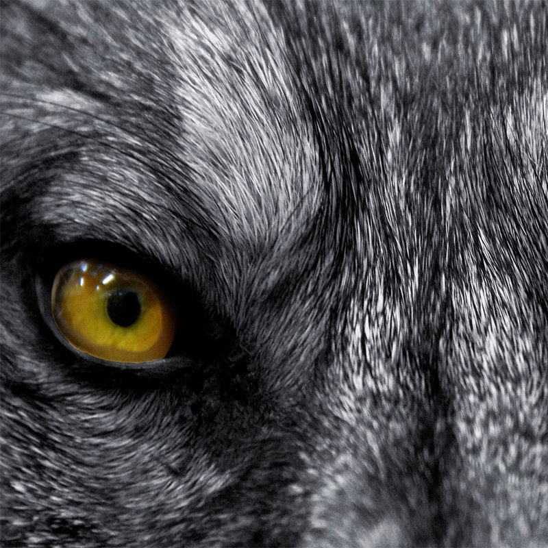 Carta da parati animale Primo piano degli occhi del lupo - Madreperla in vello liscio
