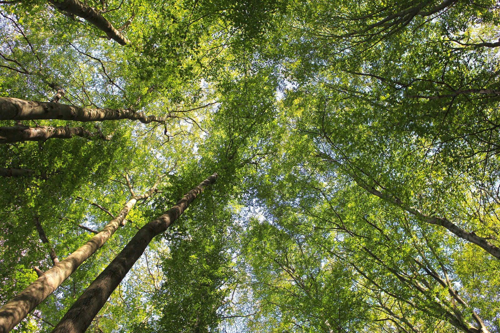             Toile de la canopée avec les cimes des arbres de la forêt de feuillus - 0,90 m x 0,60 m
        
