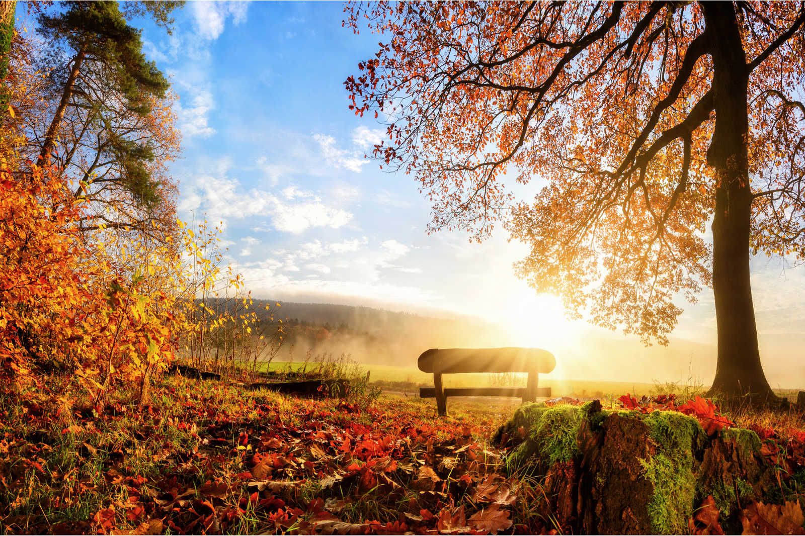             Quadro su tela Panchina nel bosco in una mattina d'autunno - 0,90 m x 0,60 m
        