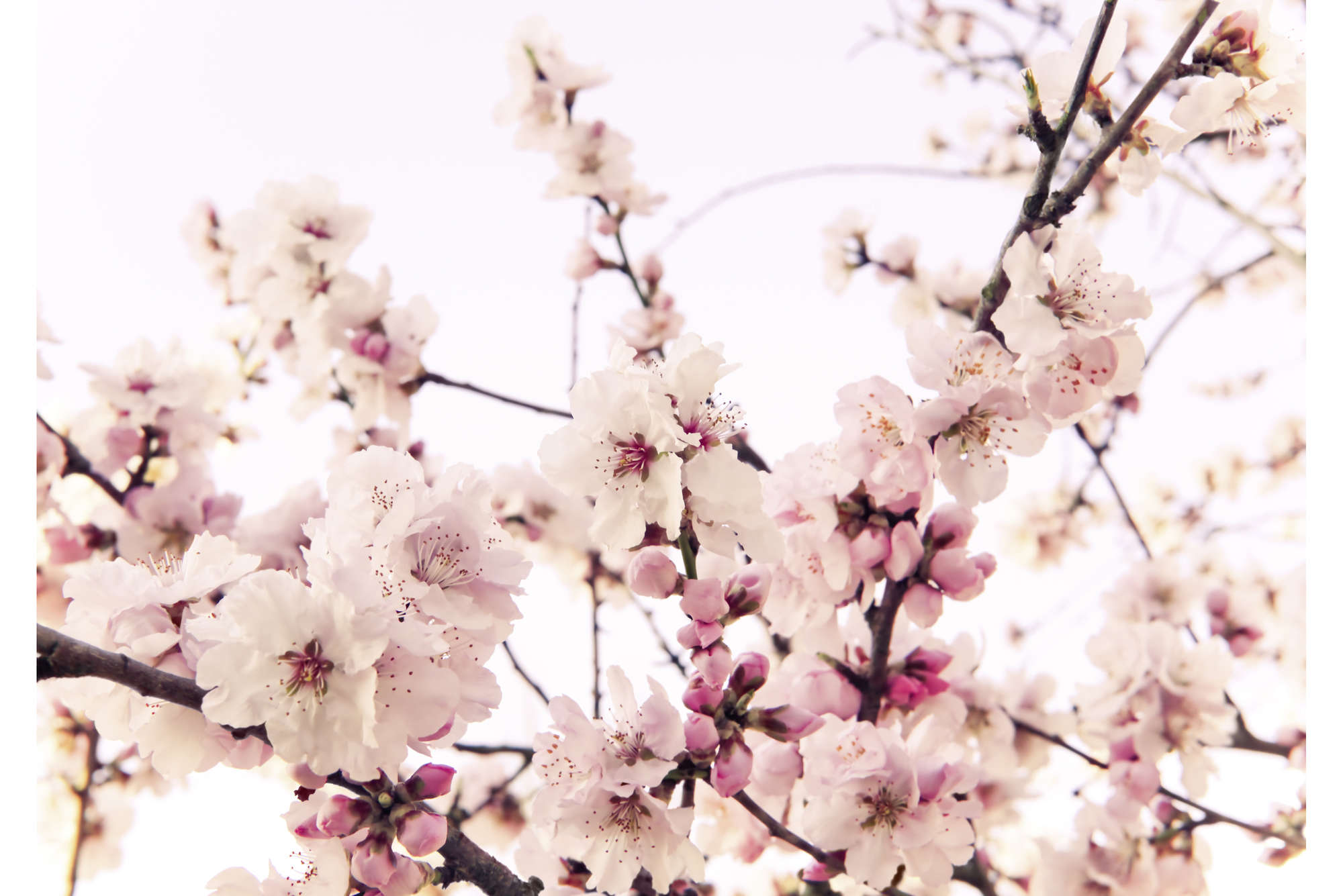             papier peint en papier nature avec cerisiers en fleurs - Premium intissé lisse
        