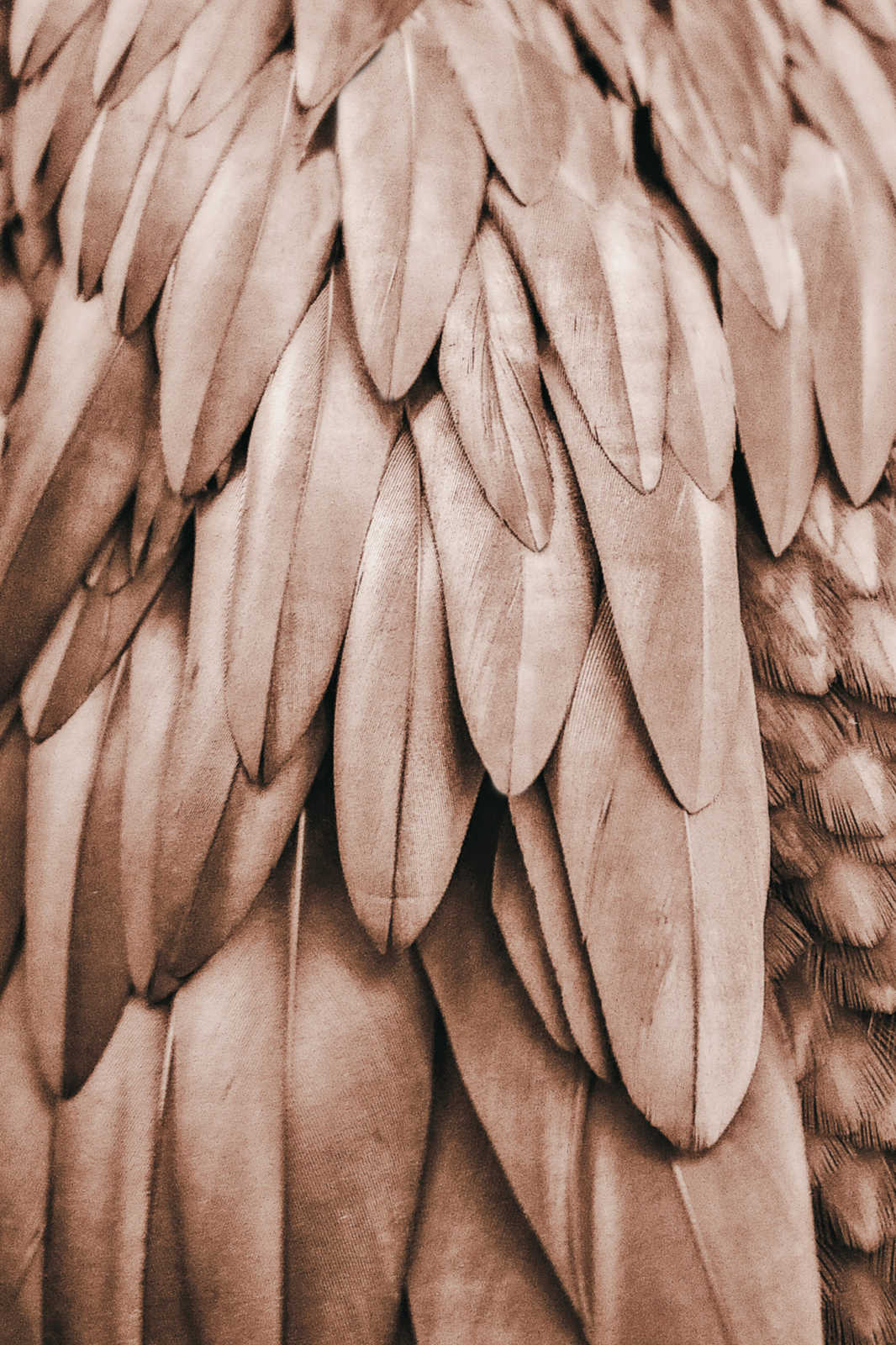             Canvas painting Feather Wings in Sepia Brown - 1.20 m x 0.80 m
        