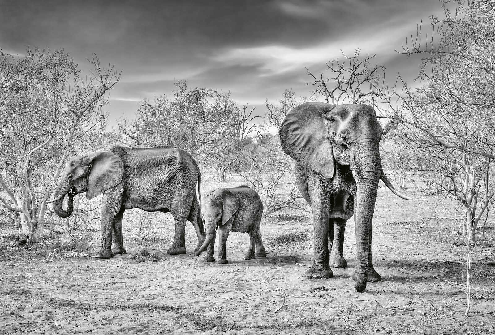         Photo wallpaper elephants family - grey, white, black
    